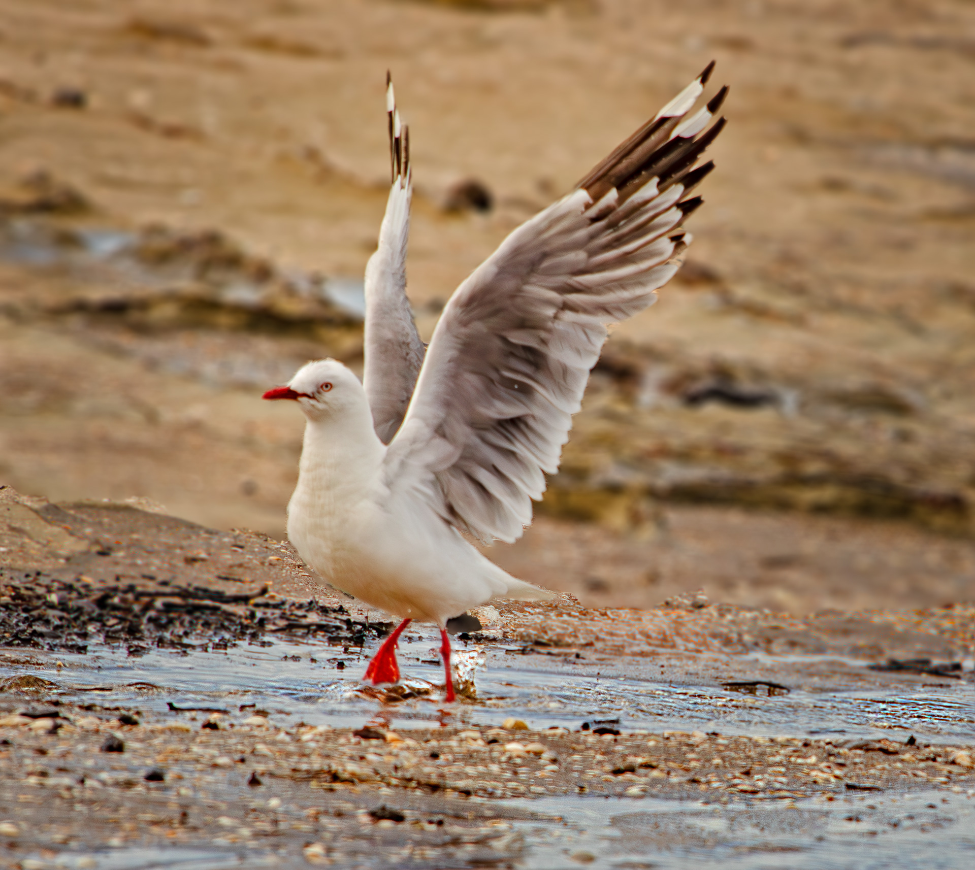 Red-Billed Gull