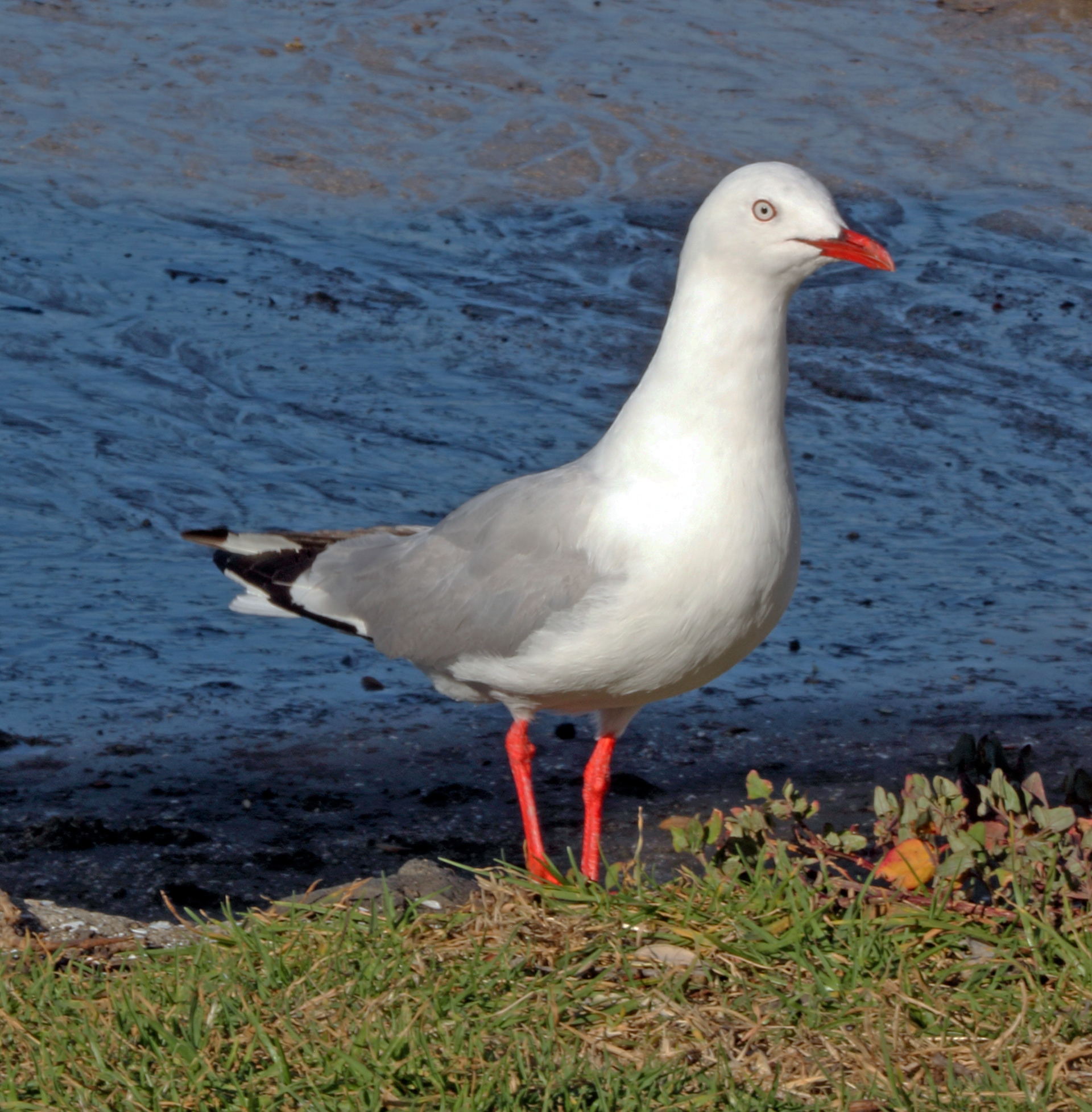Red-Billed Gull