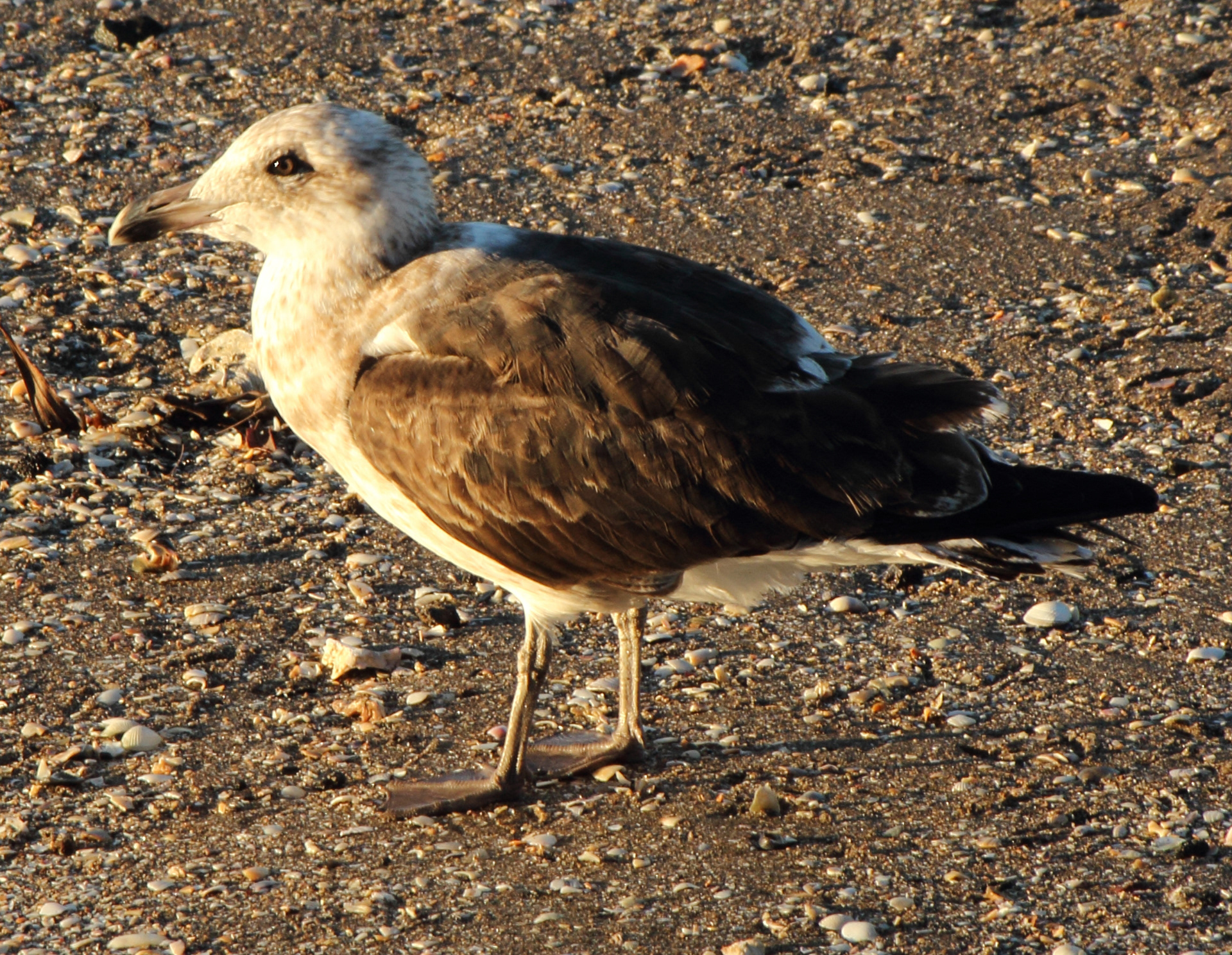 Larus
