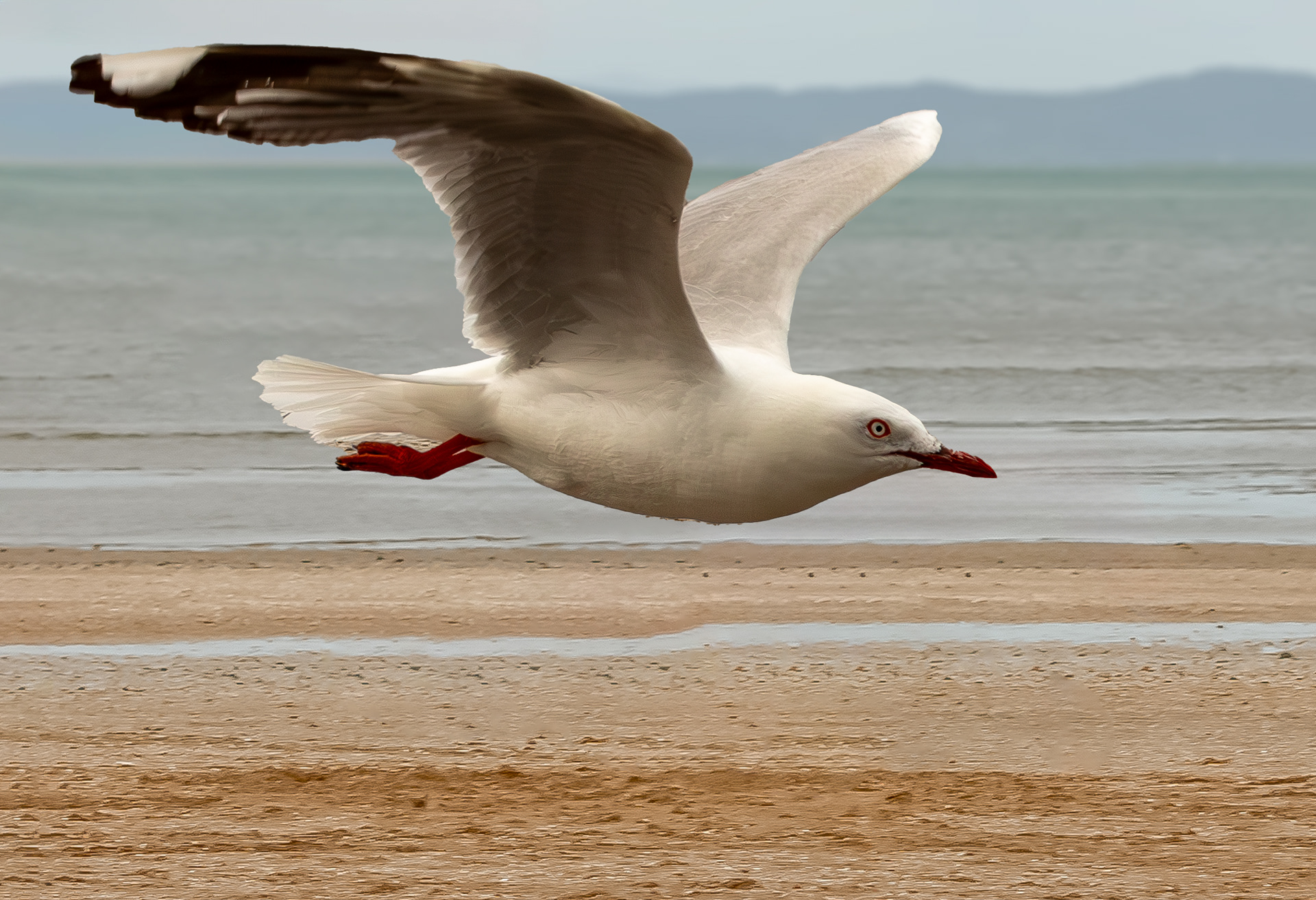Red-Billed Gull
