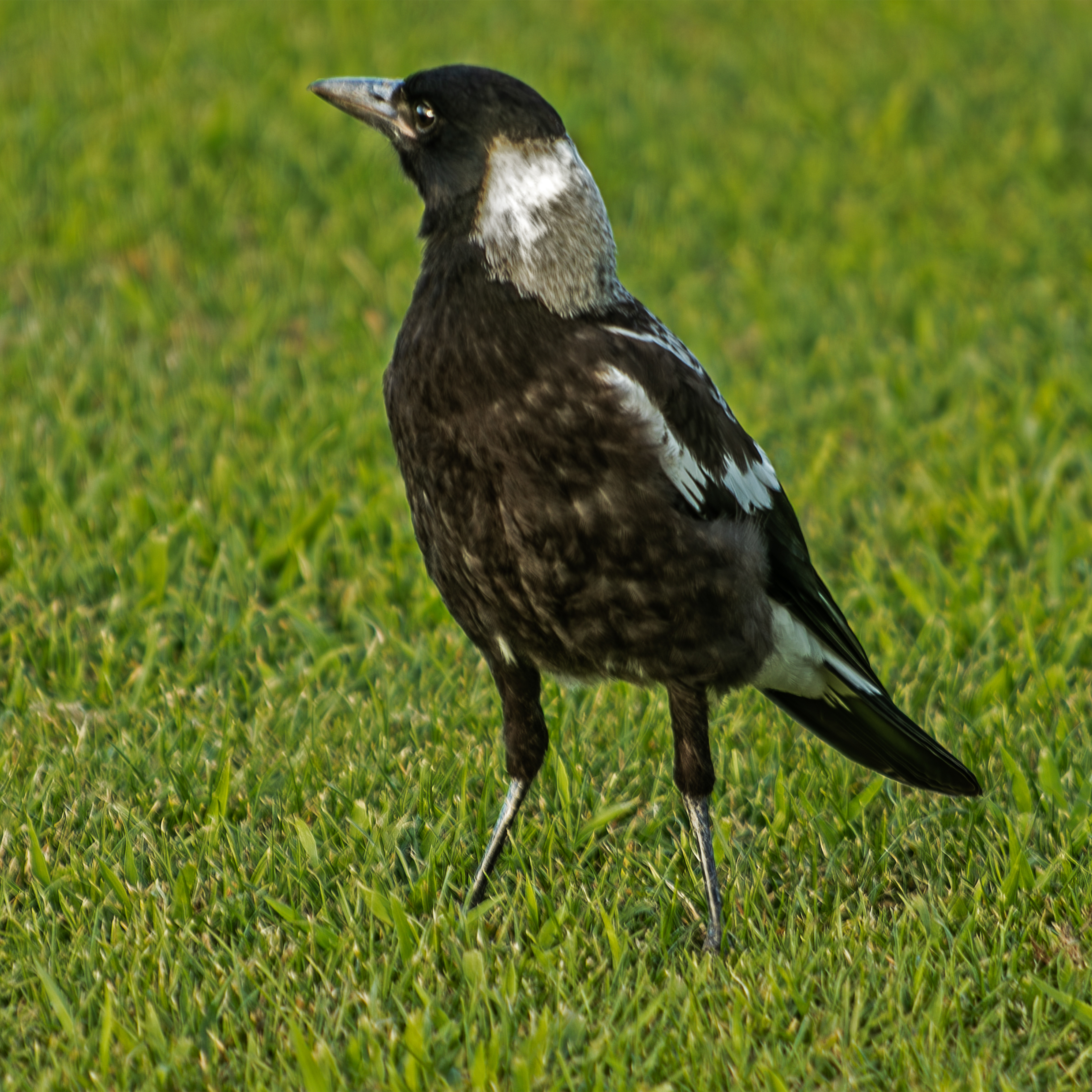 Magpie