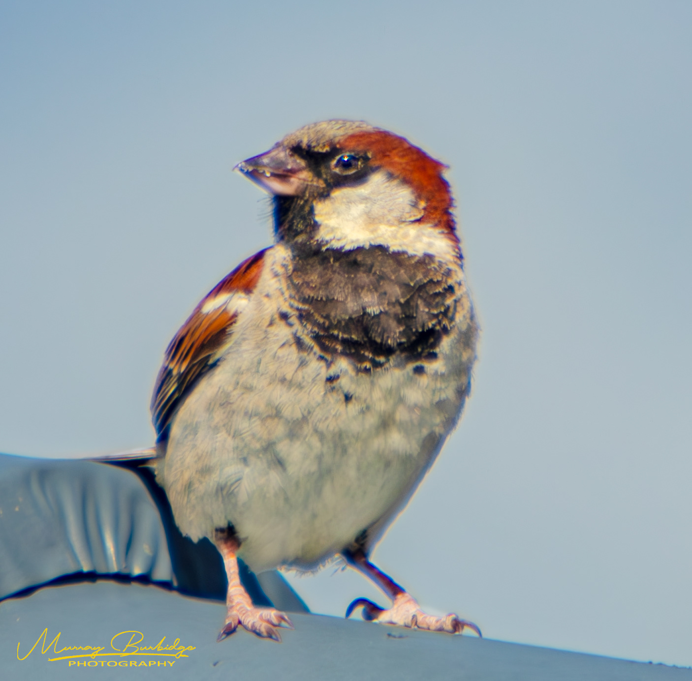 House Sparrow -Male