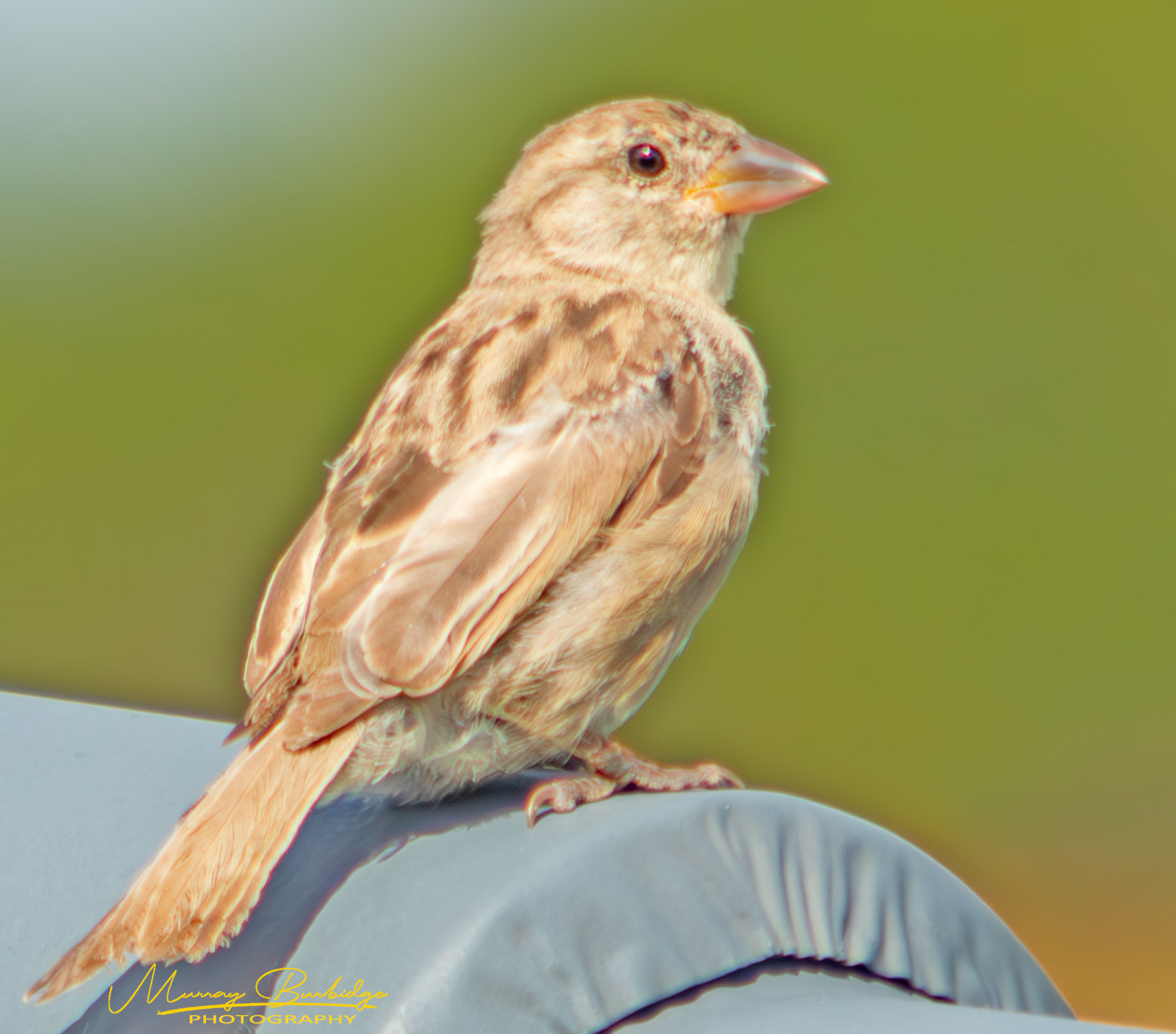 House Sparrow - Female