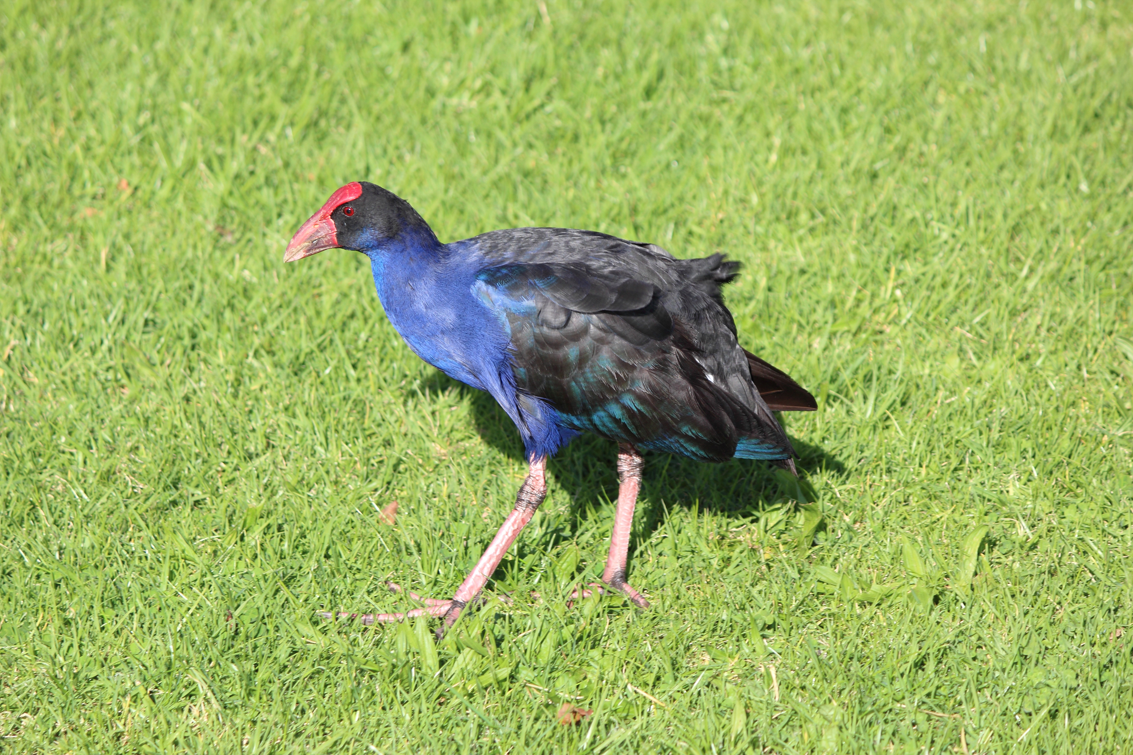 Pukeko (Australasian swamphen)