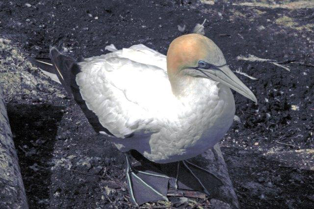 Gannet