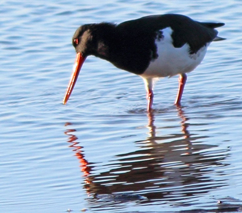 Oyster Catcher