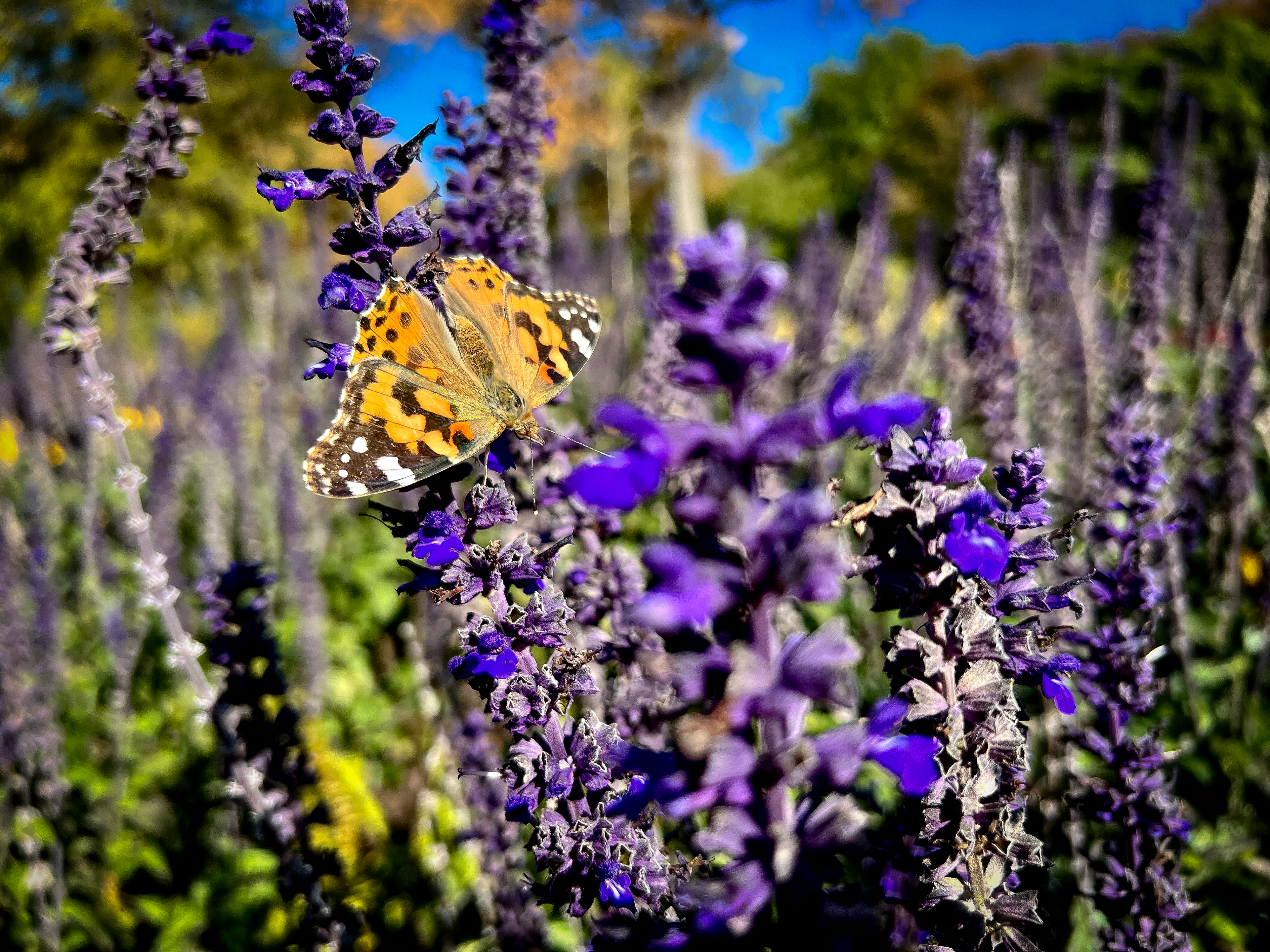 Butterfly on Flower