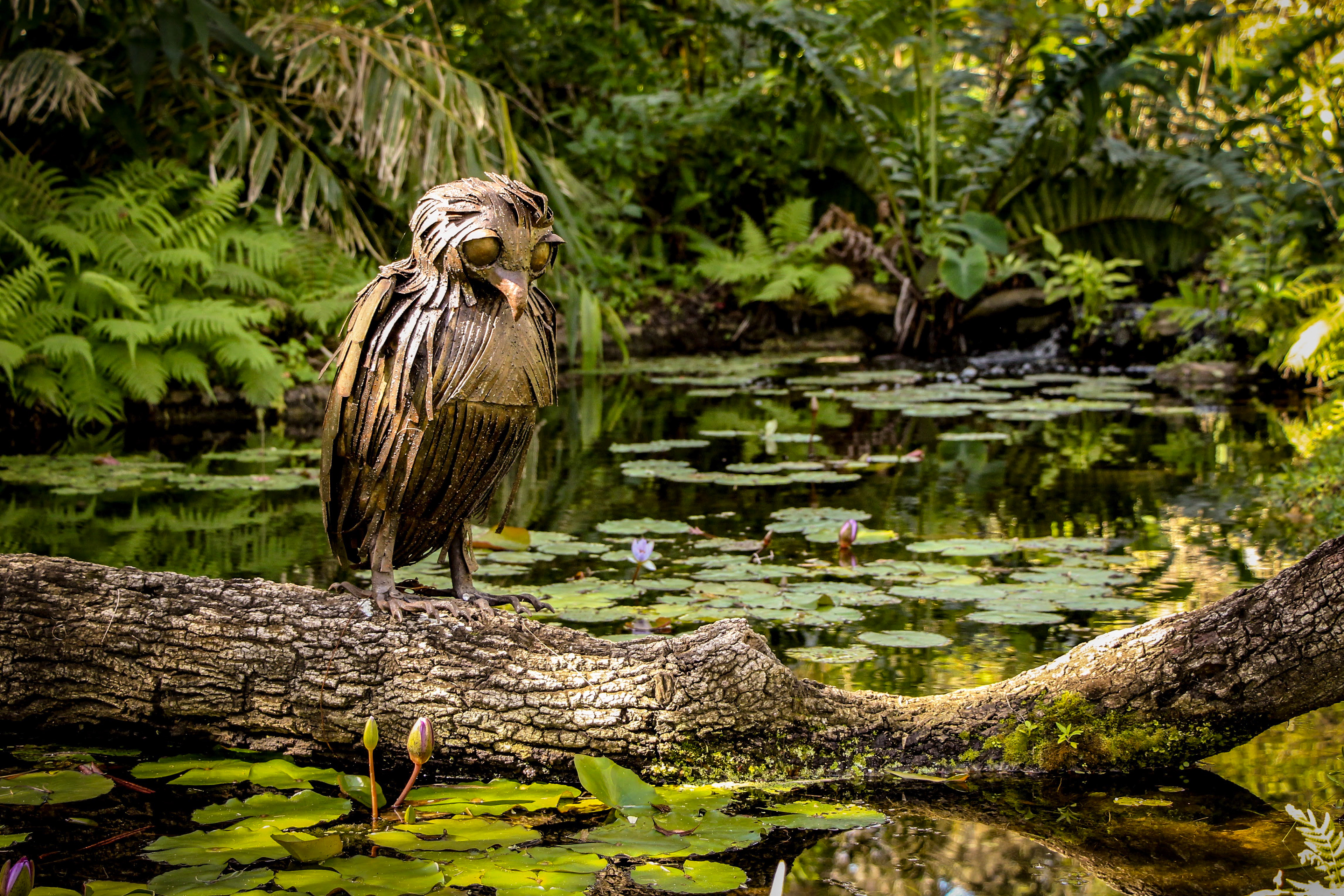 Owl in the Pond