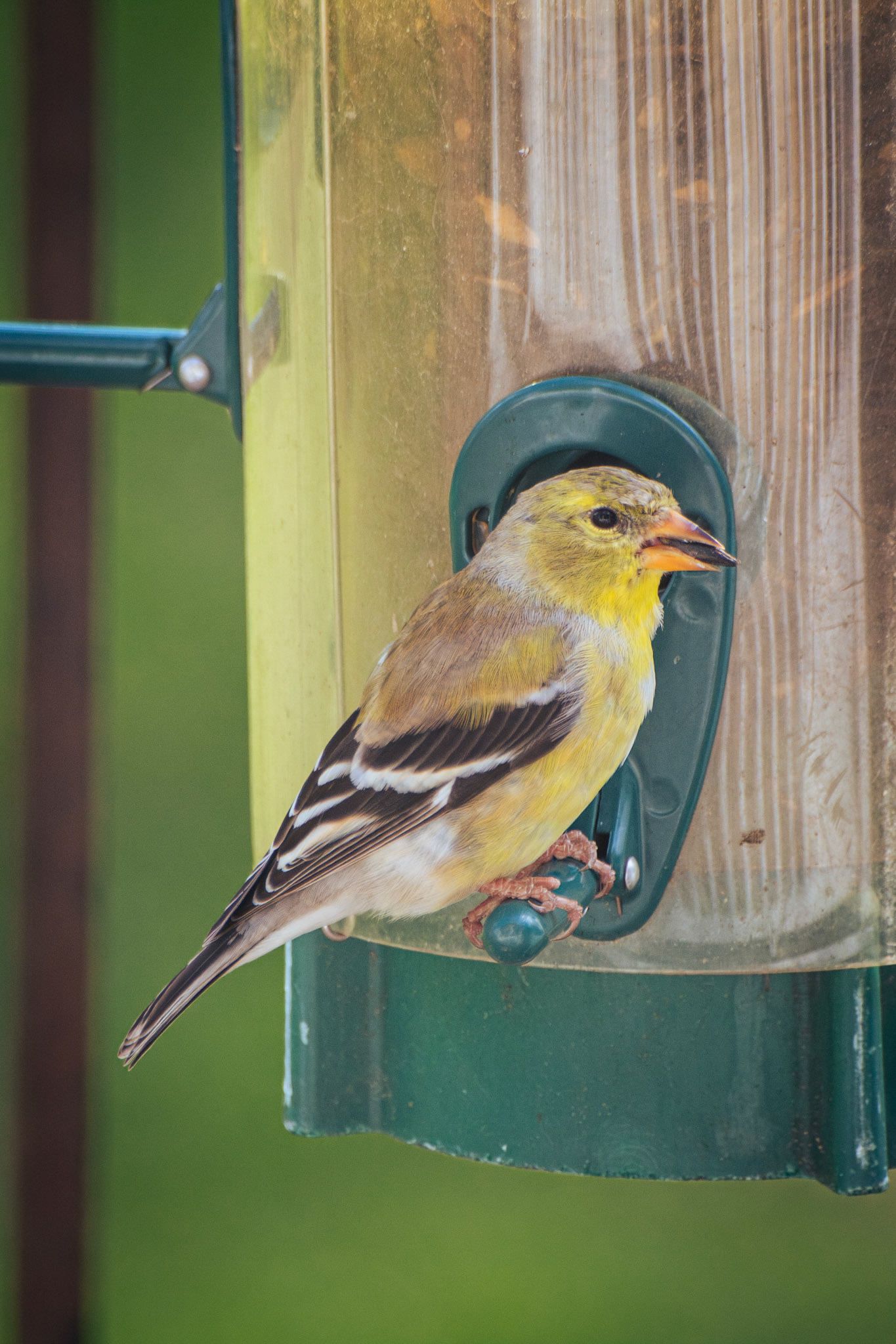 American Goldfinch (female)