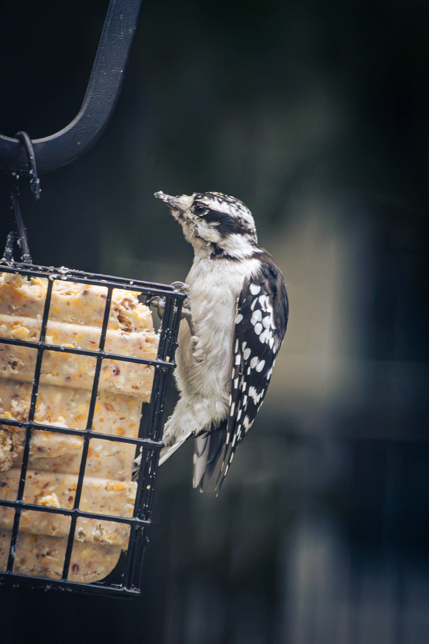 Downy Woodpecker (female)