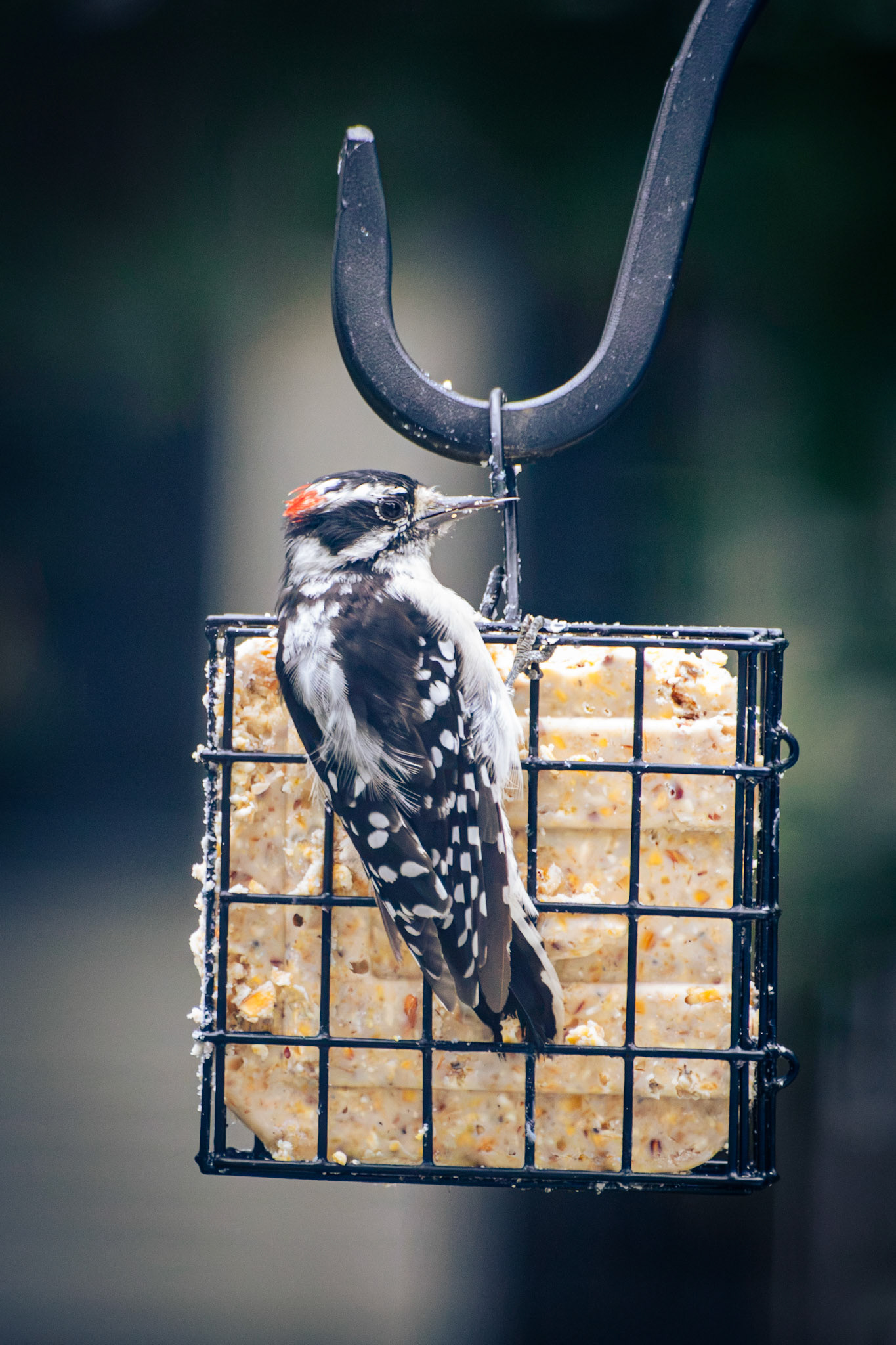 Downy Woodpecker (male)