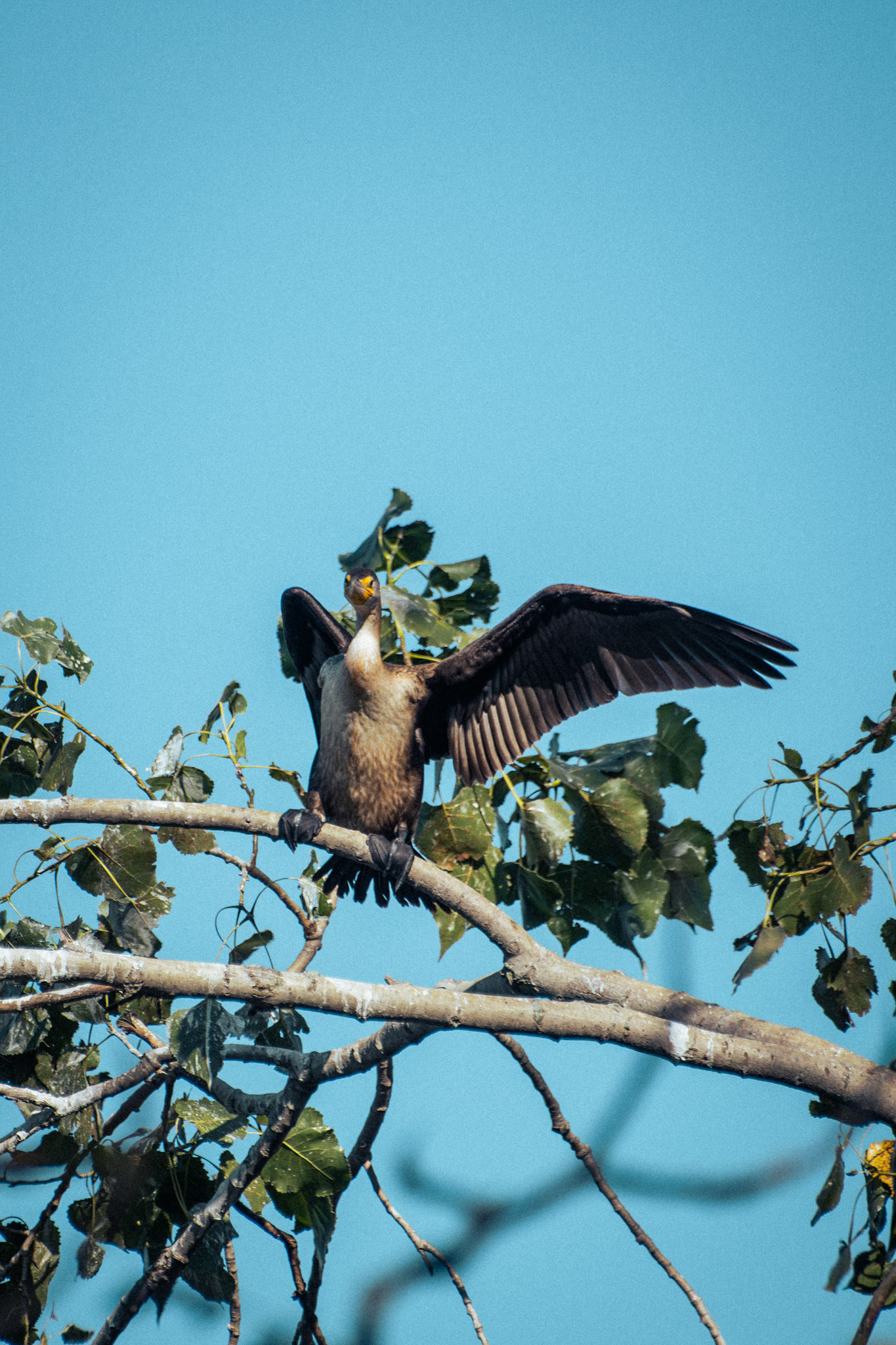 Double Crested Cormorant (juvenile)