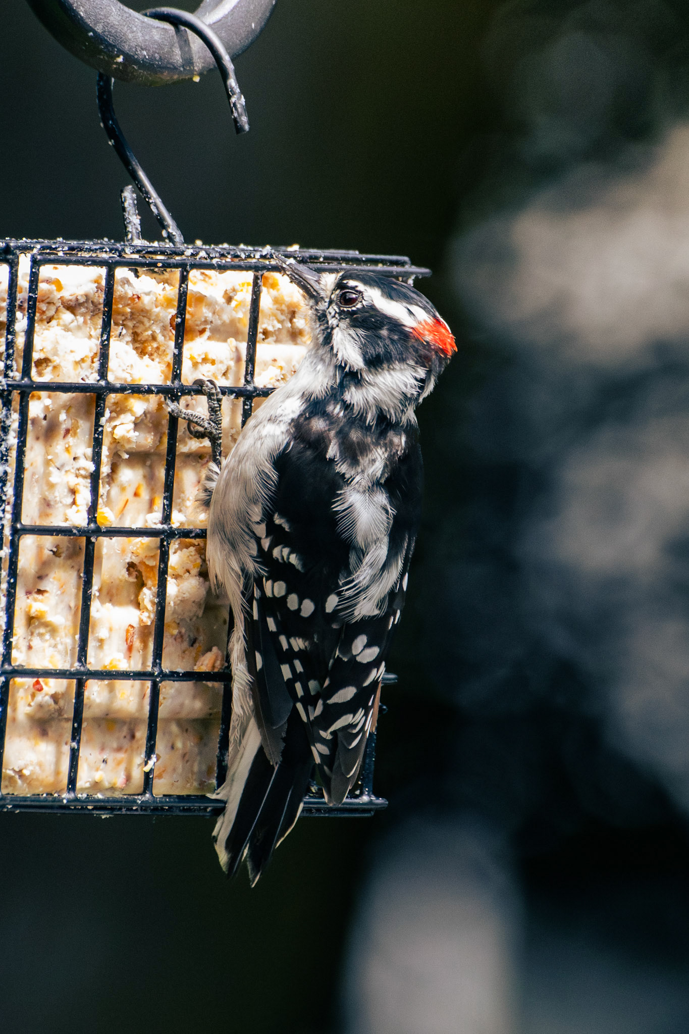 Downy Woodpecker (male