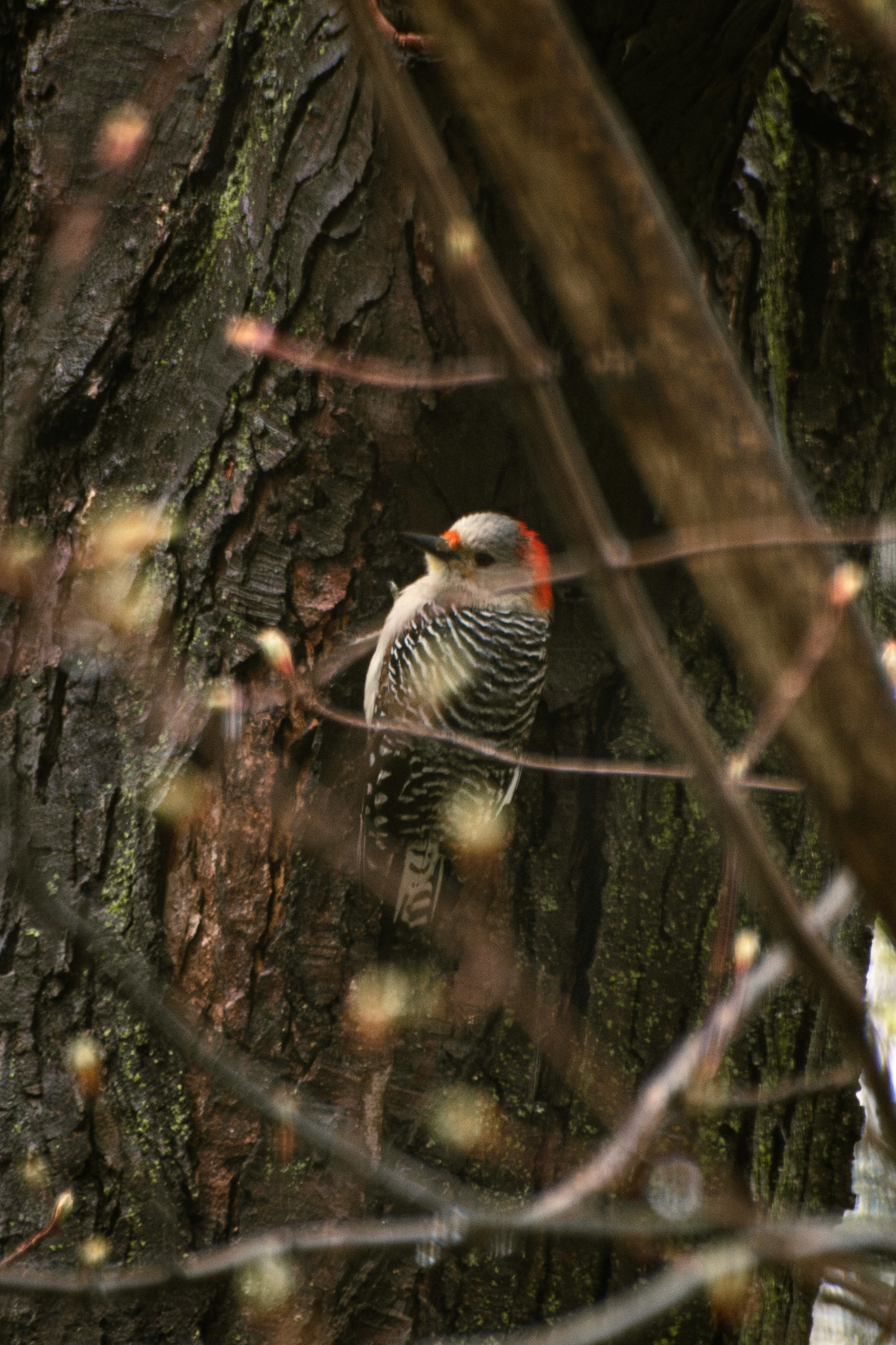 Red Bellied Woodpecker (female)