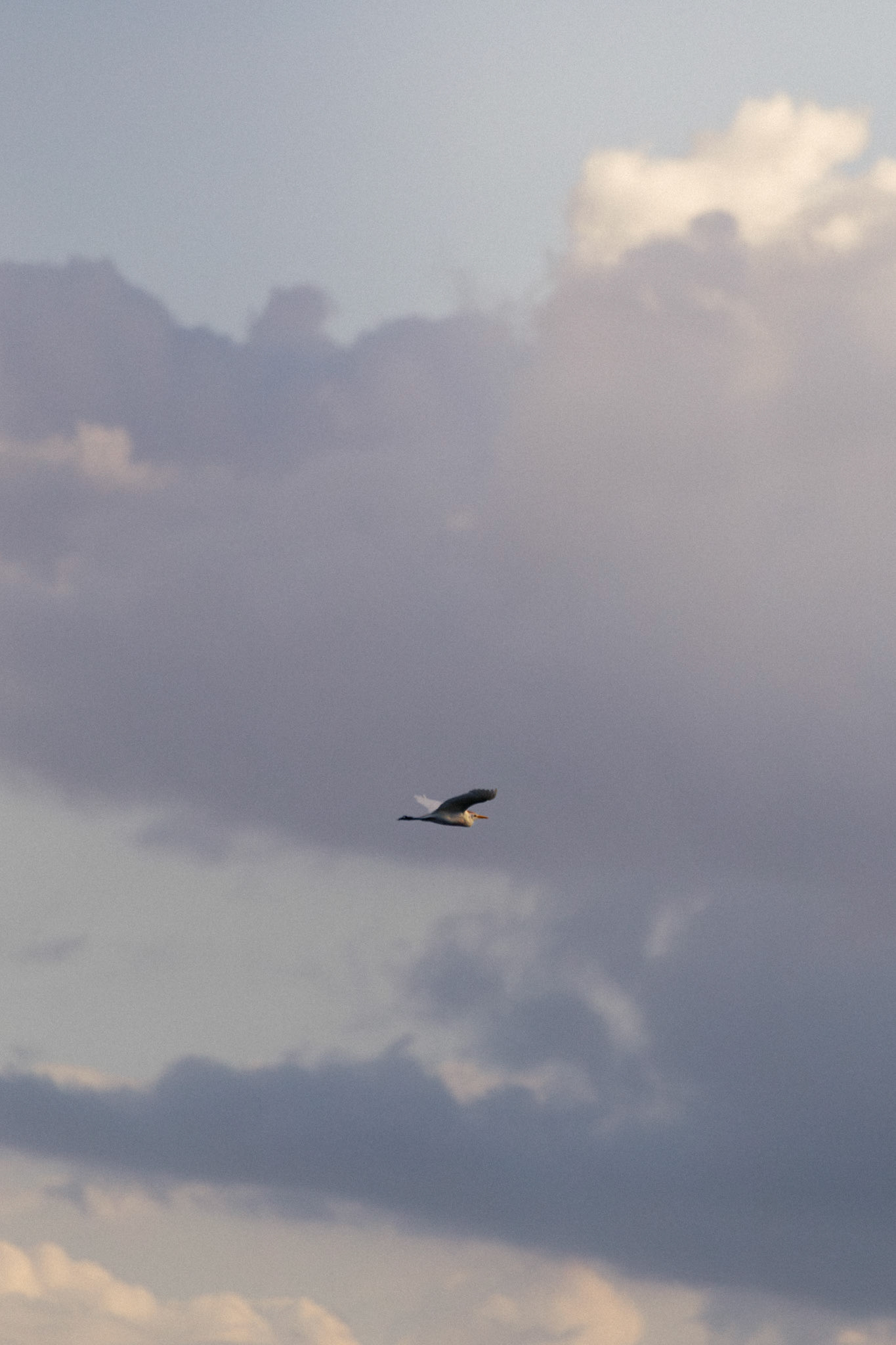 Cattle Egret