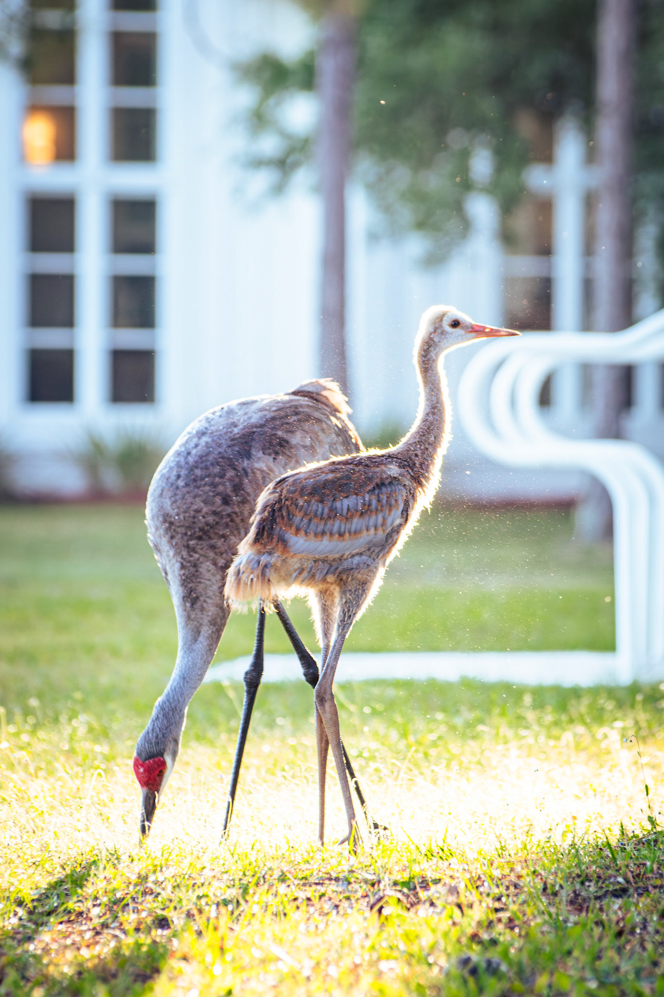 Sandhill Crane
