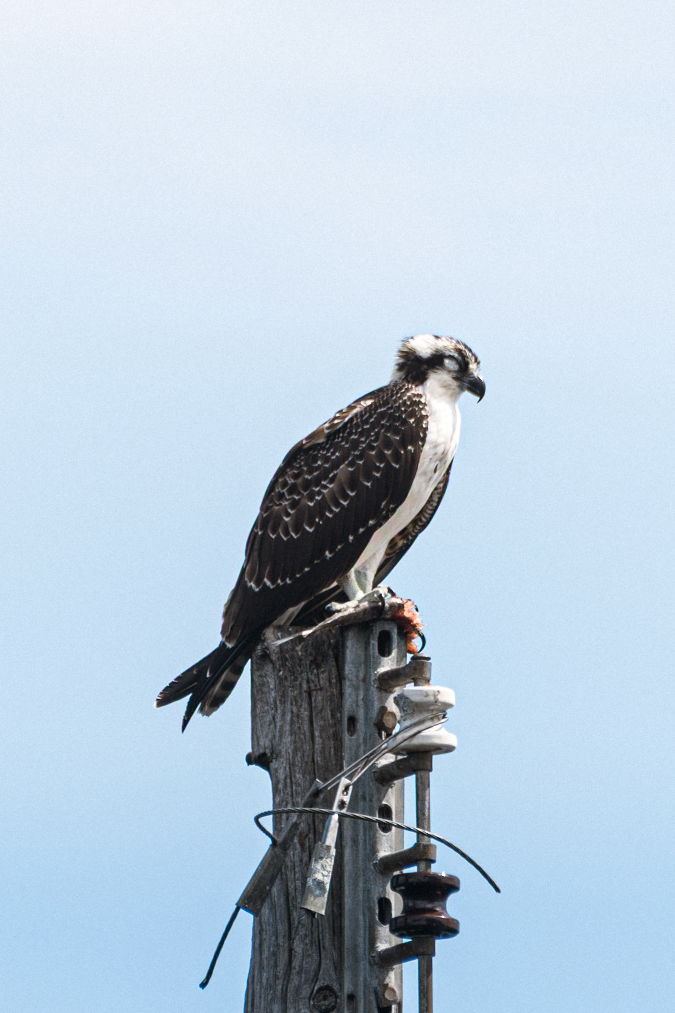 Osprey (female)