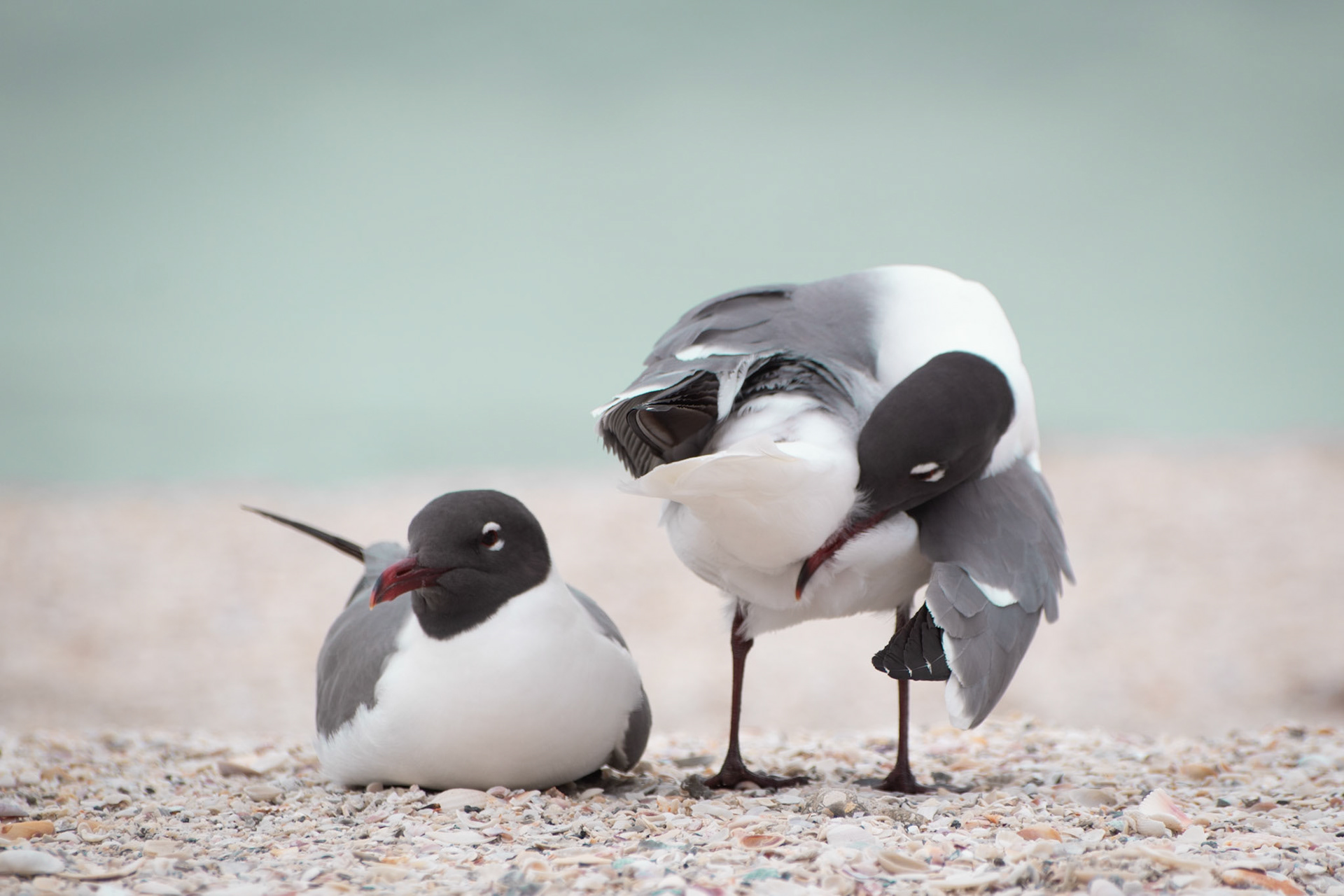 Laughing Gull