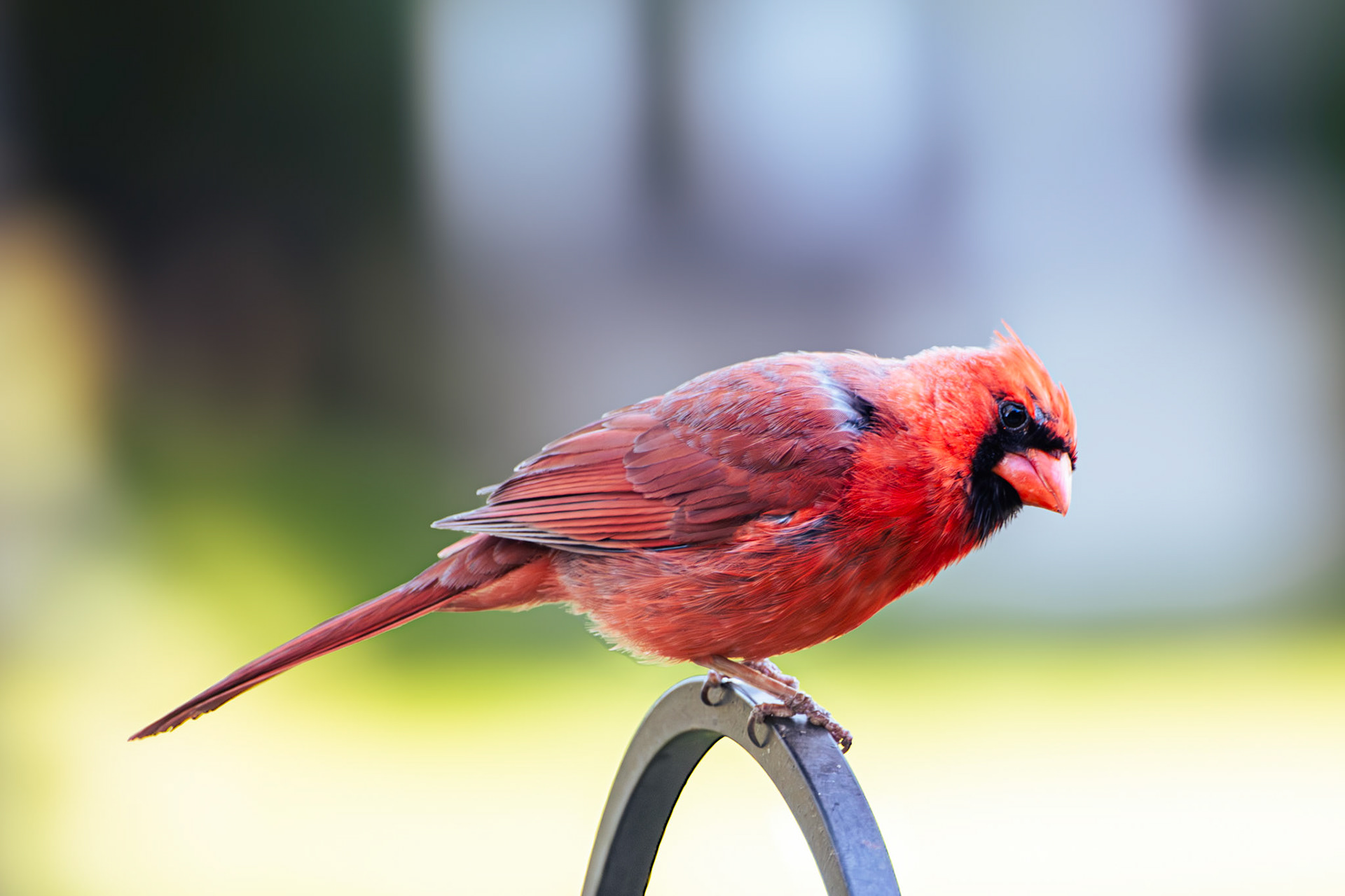 Northern Cardinal (male)
