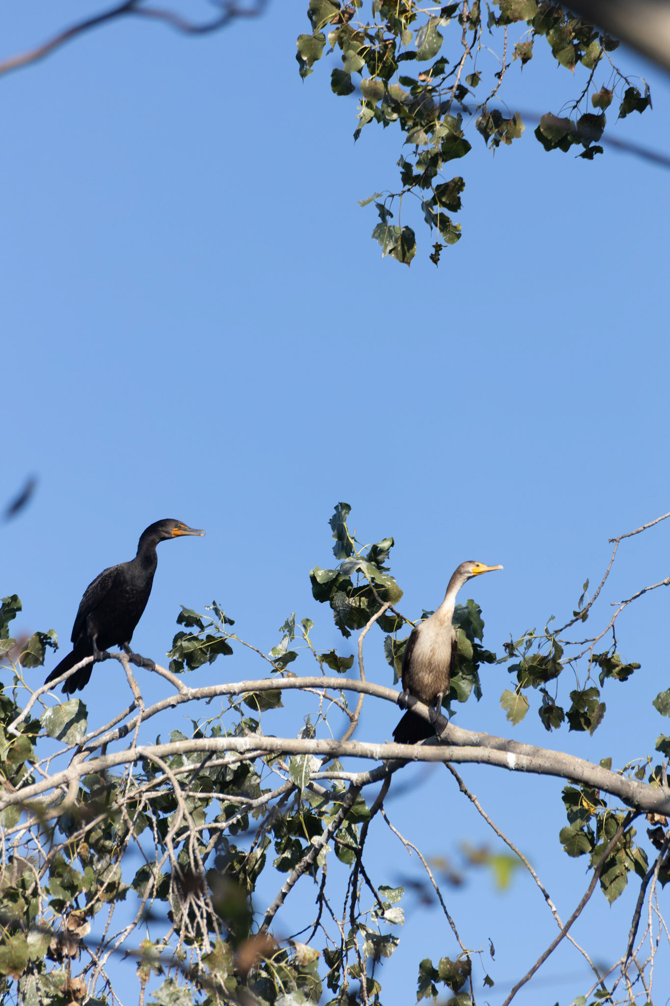 Double Crested Cormorants
