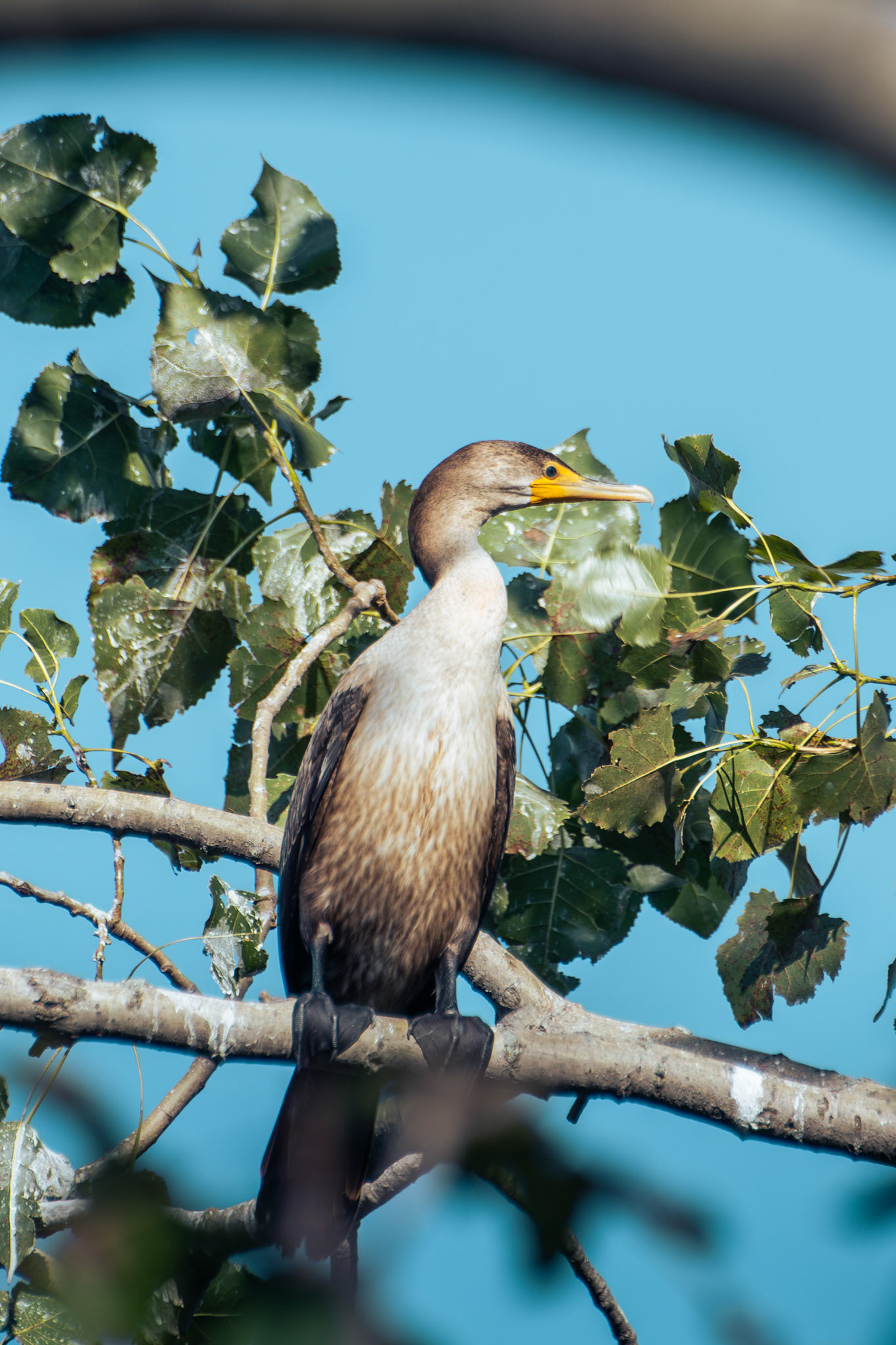 Double Crested Cormorant (juvenile)
