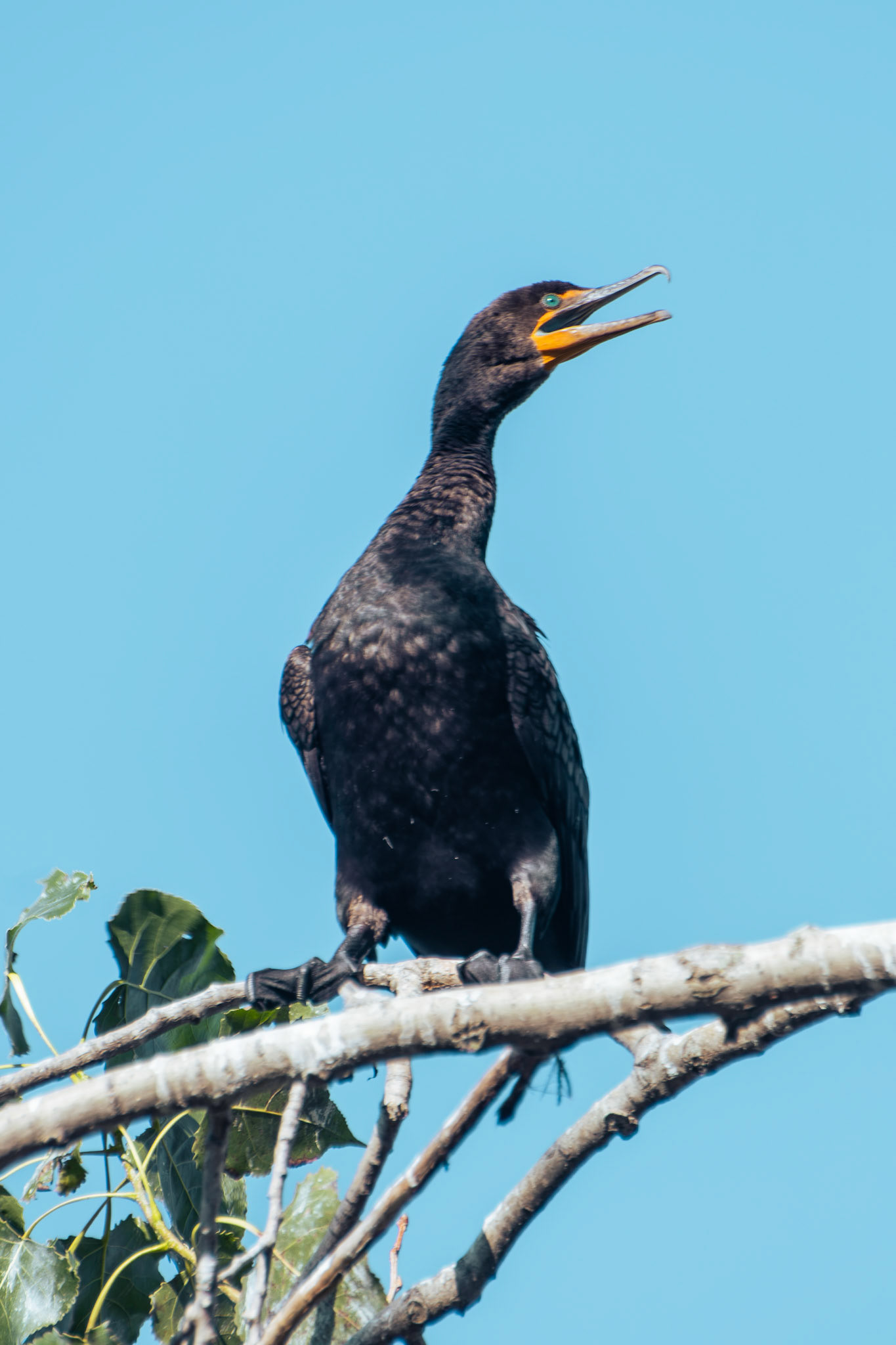 Double Crested Cormorant (adult)