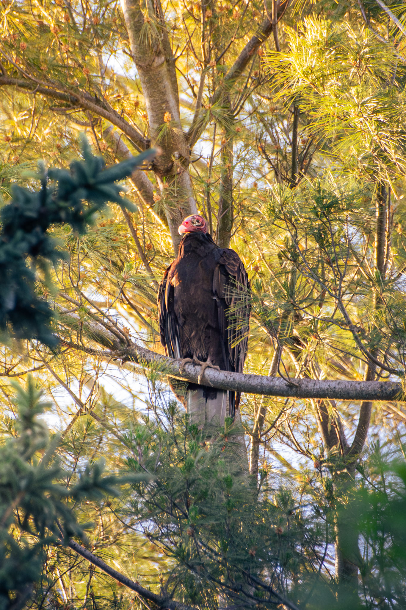 Turkey Vulture