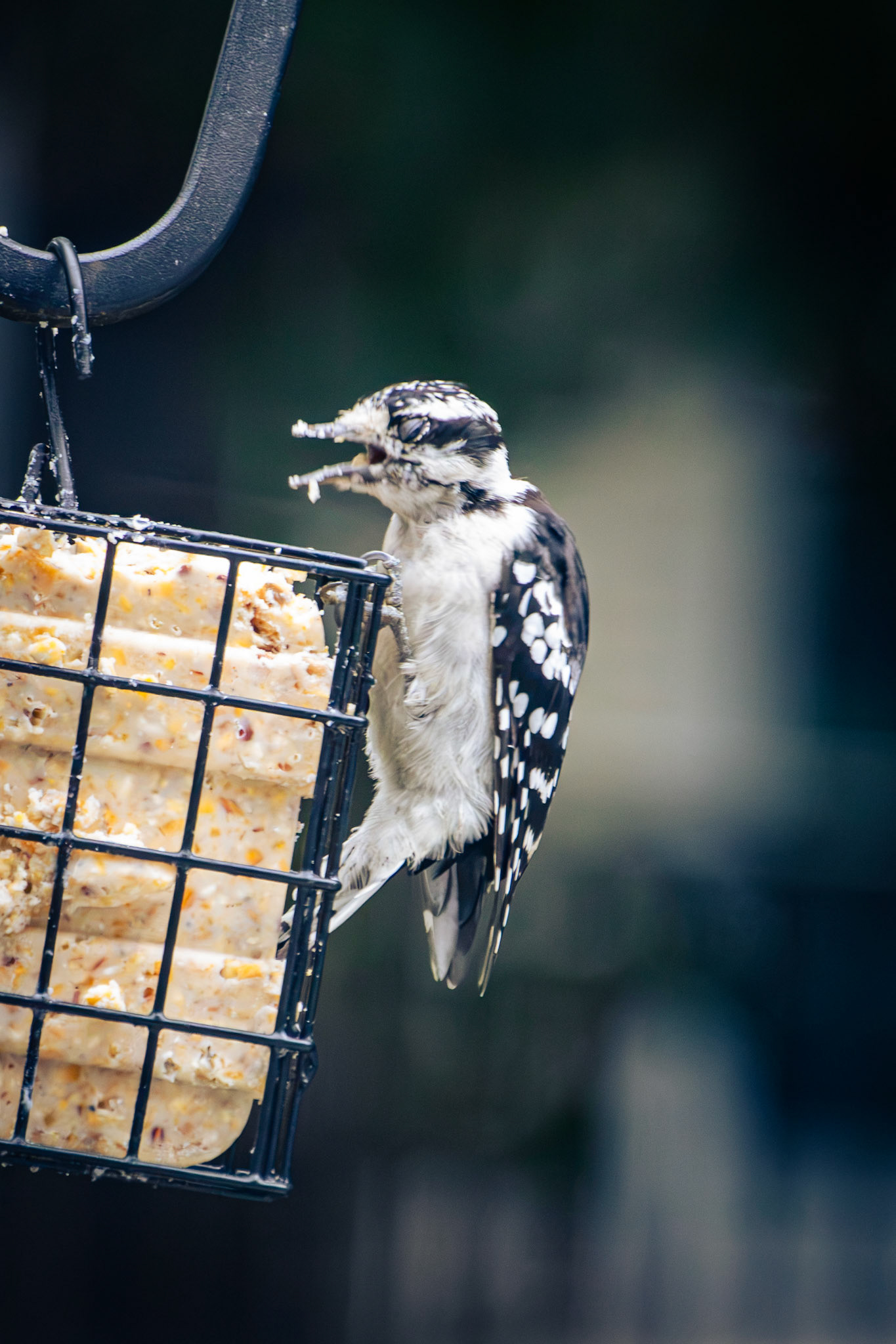Downy Woodpecker (female)
