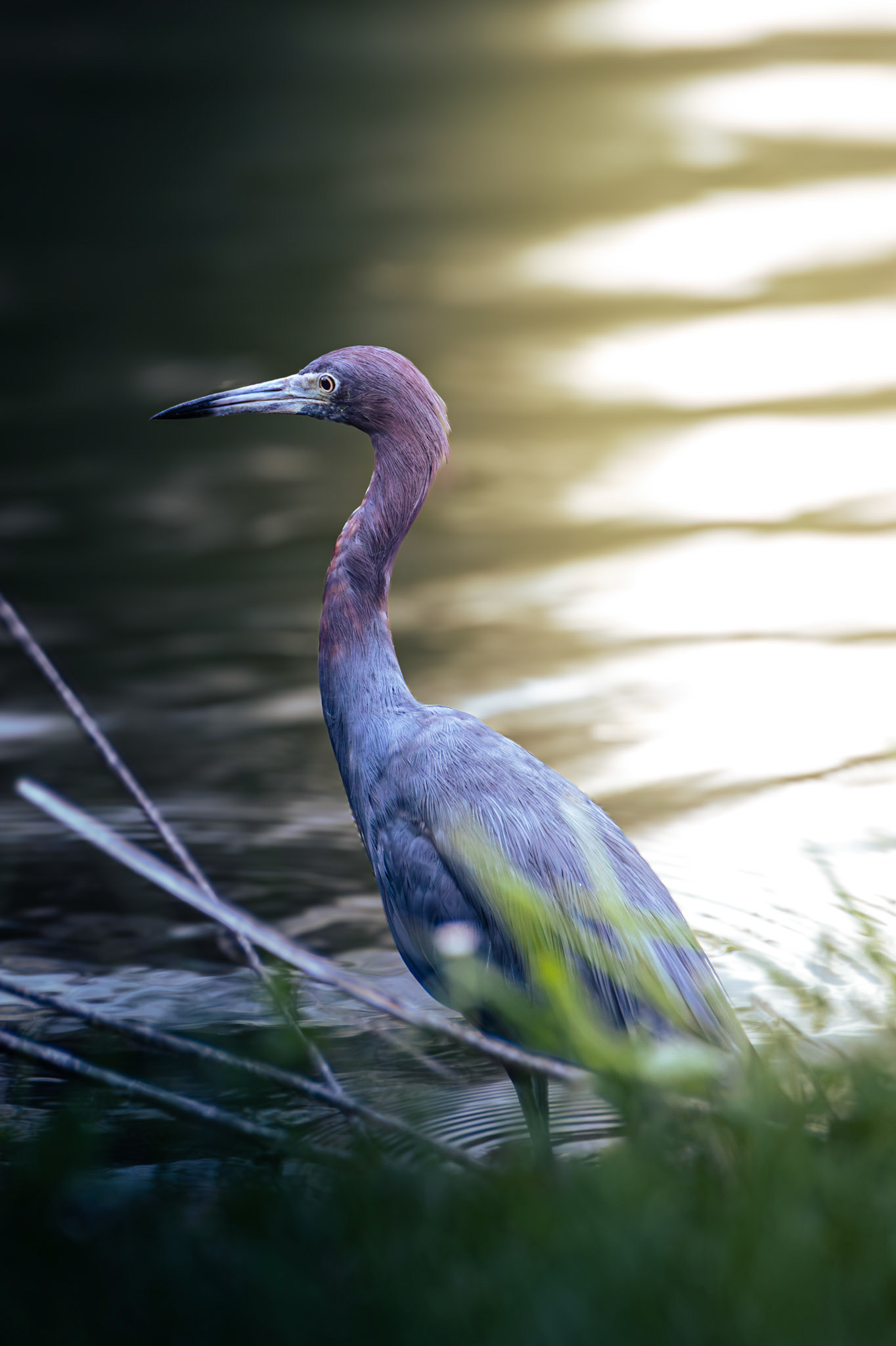 Little Blue Heron
