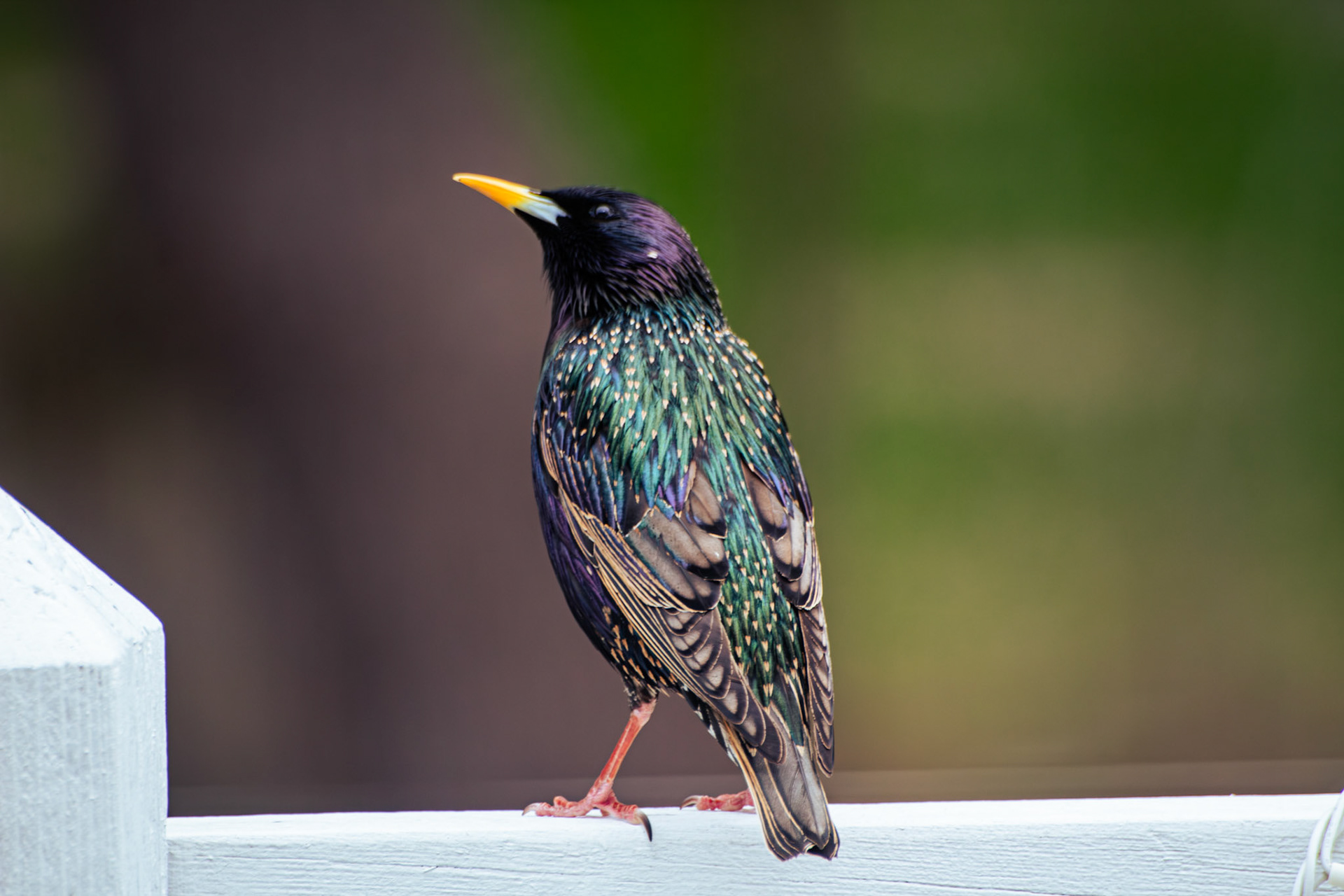 European Starling