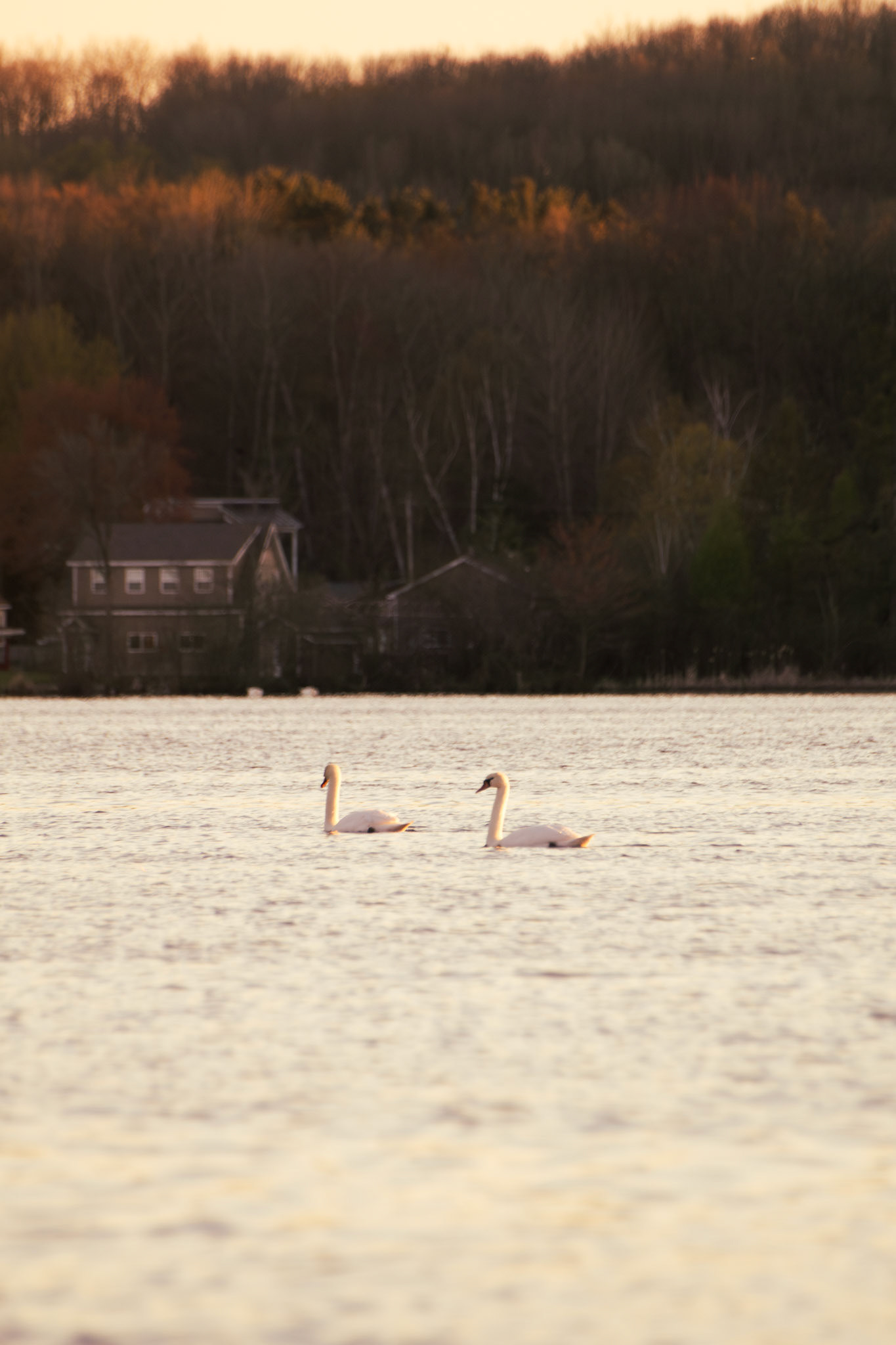 Mute Swan