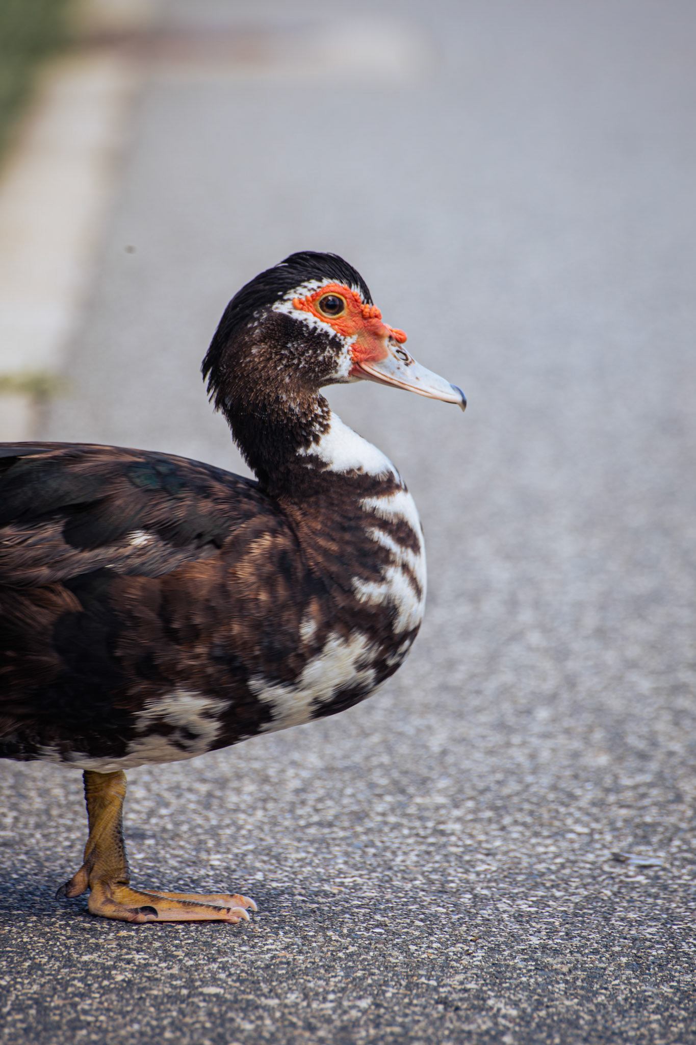 Muscovy Duck