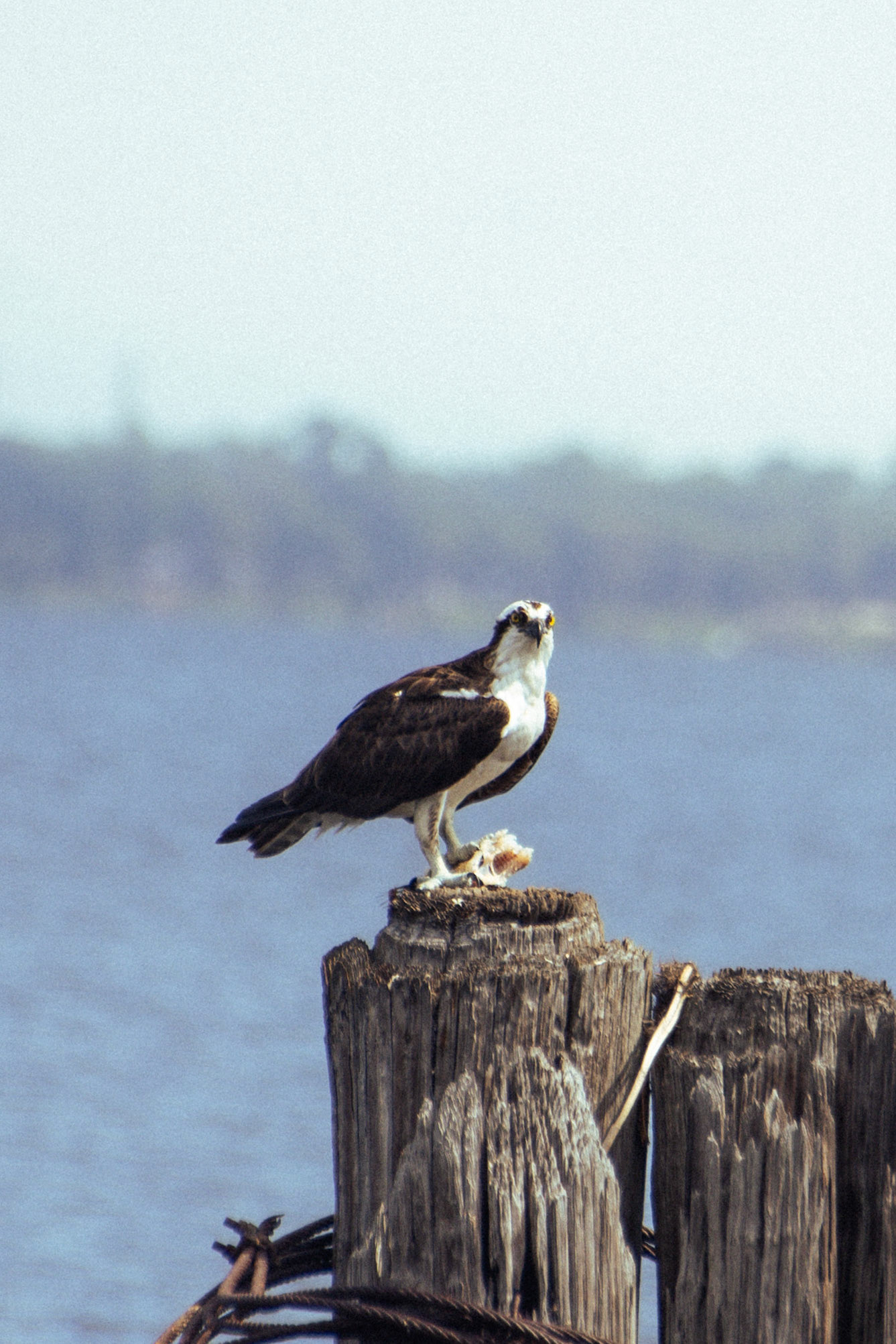Osprey (male)