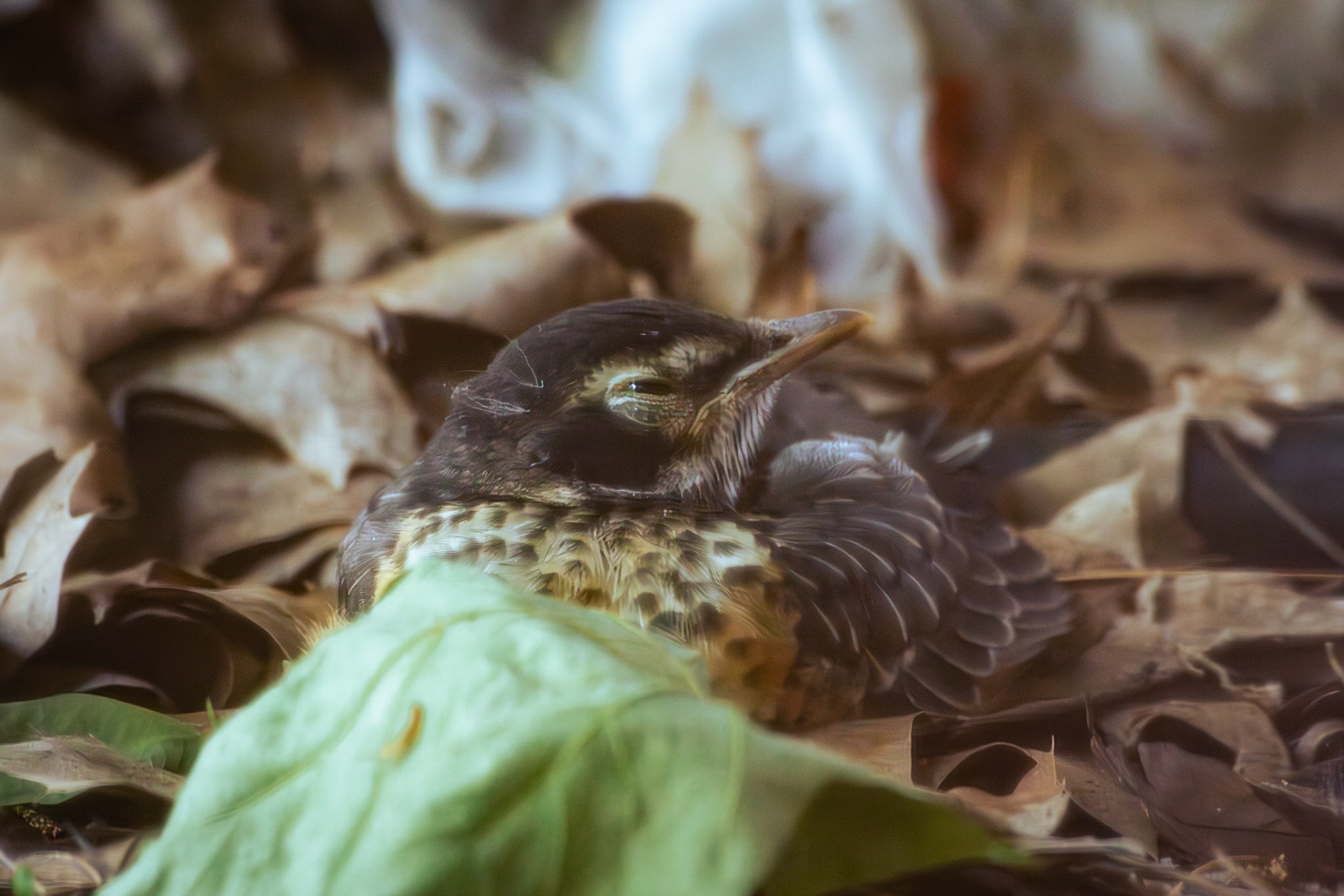 American Robin fledgling