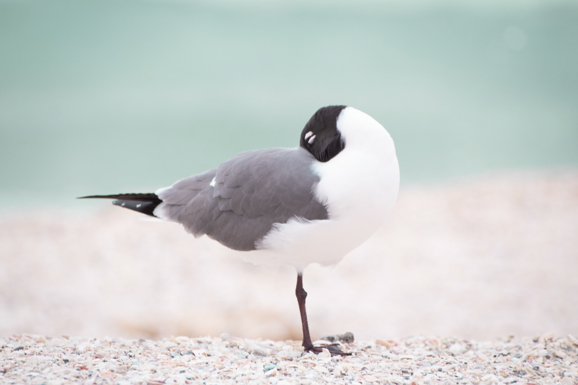 Laughing Gull