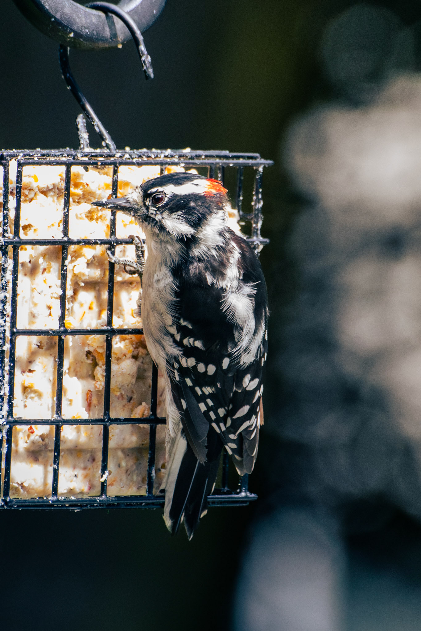 Downy Woodpecker (male)