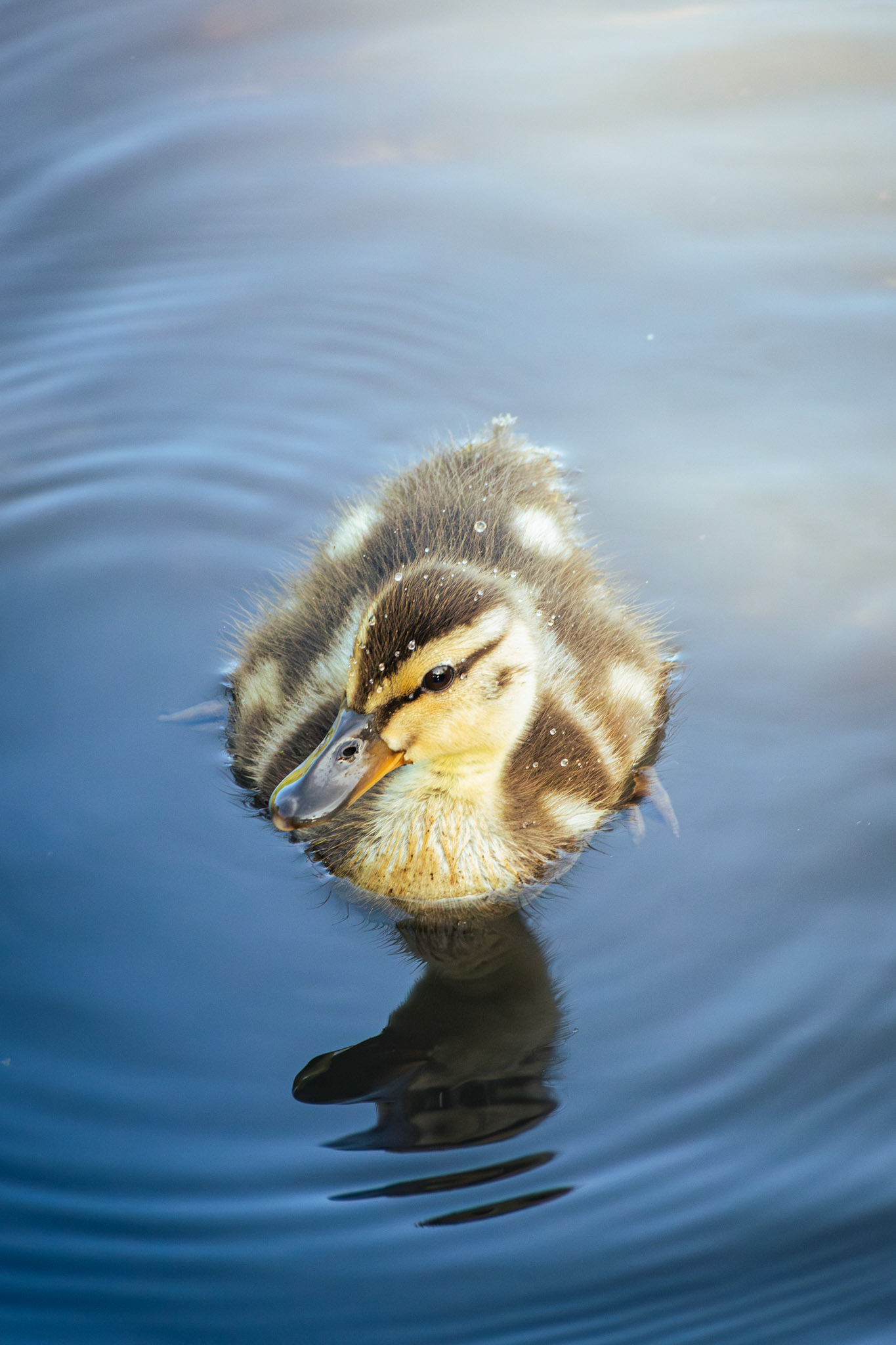 Mallard duckling