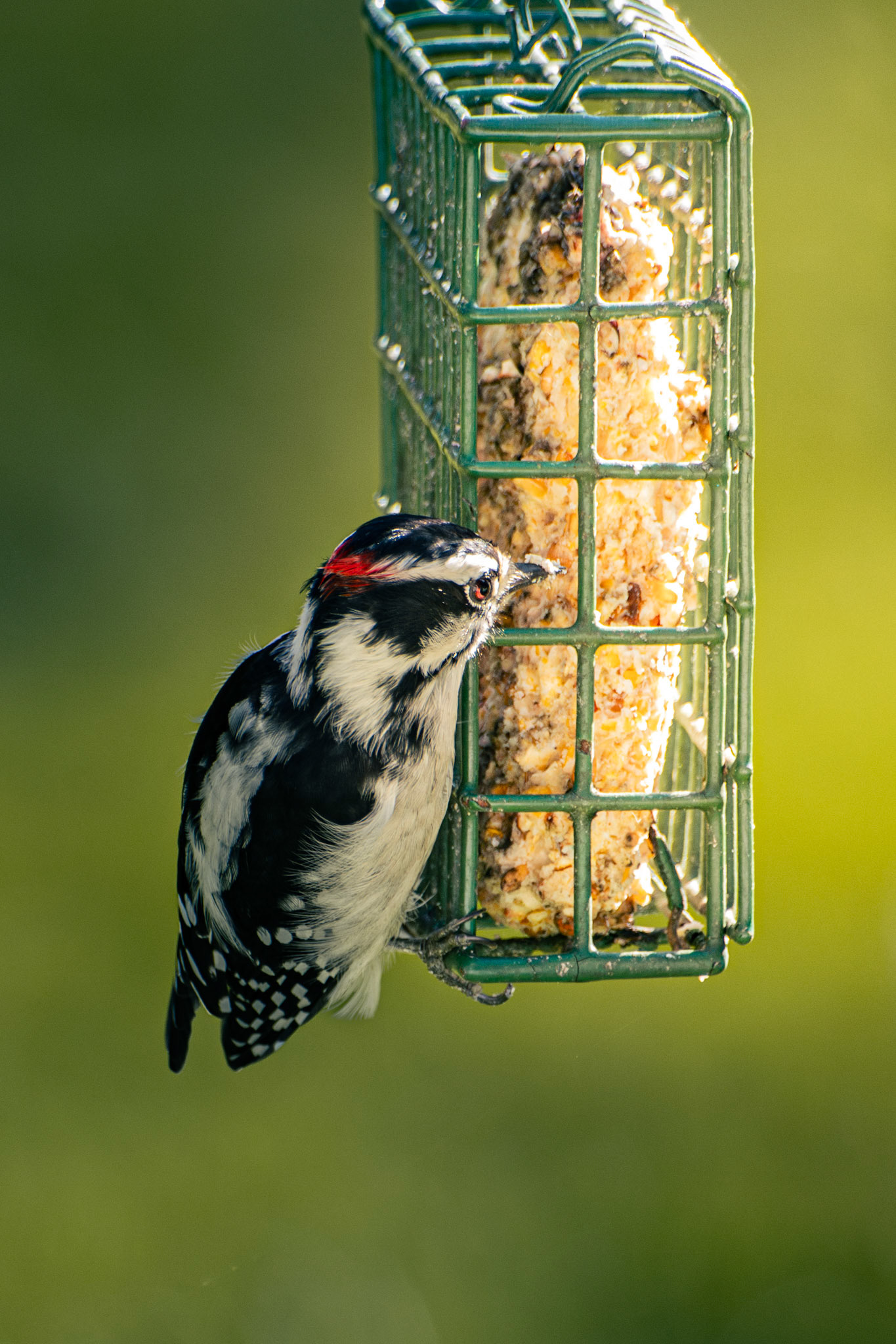 Downy Woodpecker (male)