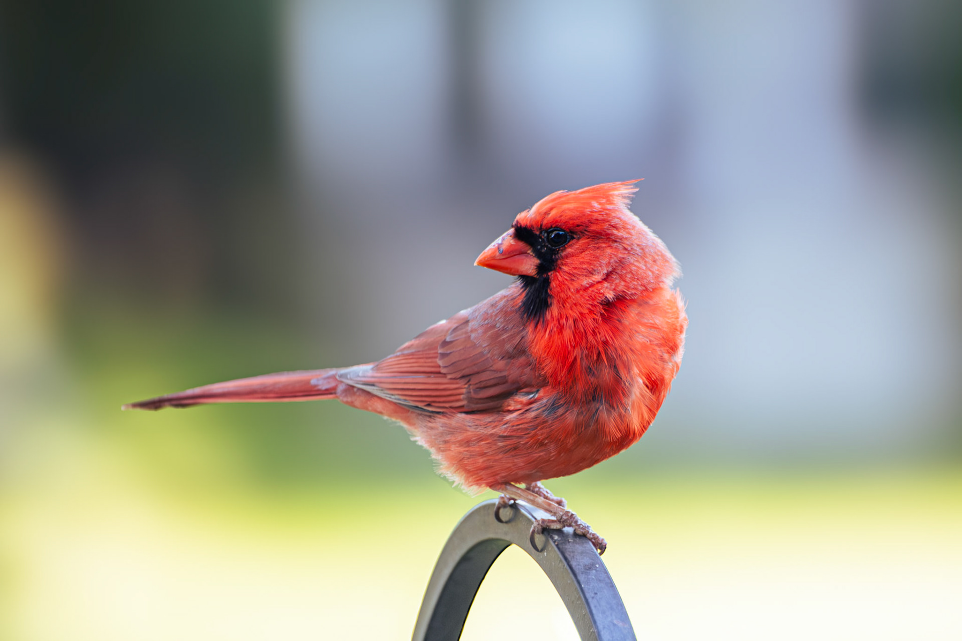 Northern Cardinal (male)