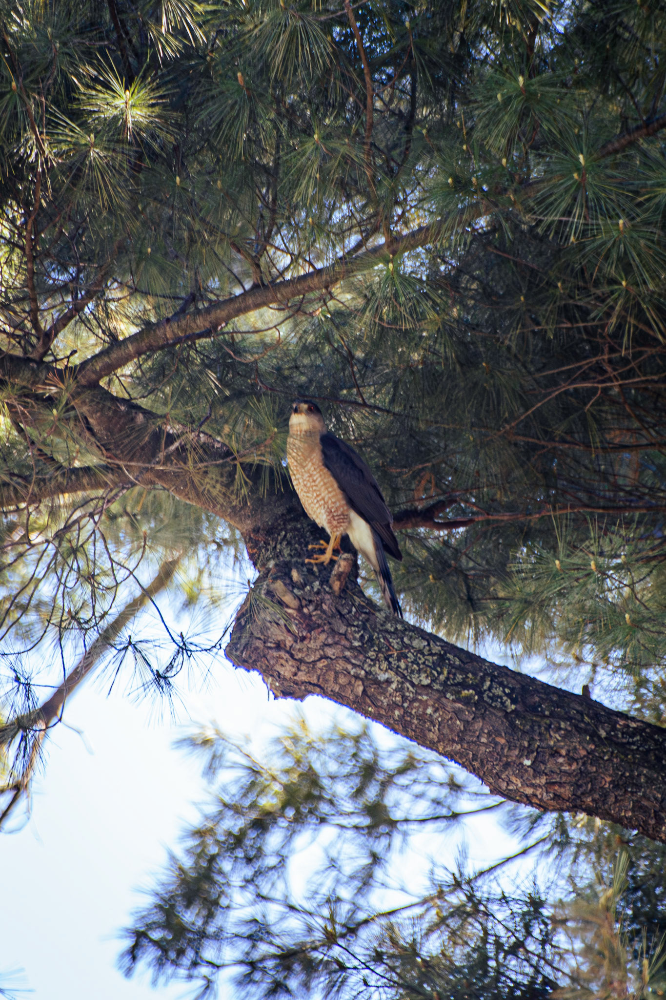 Cooper's Hawk (female)