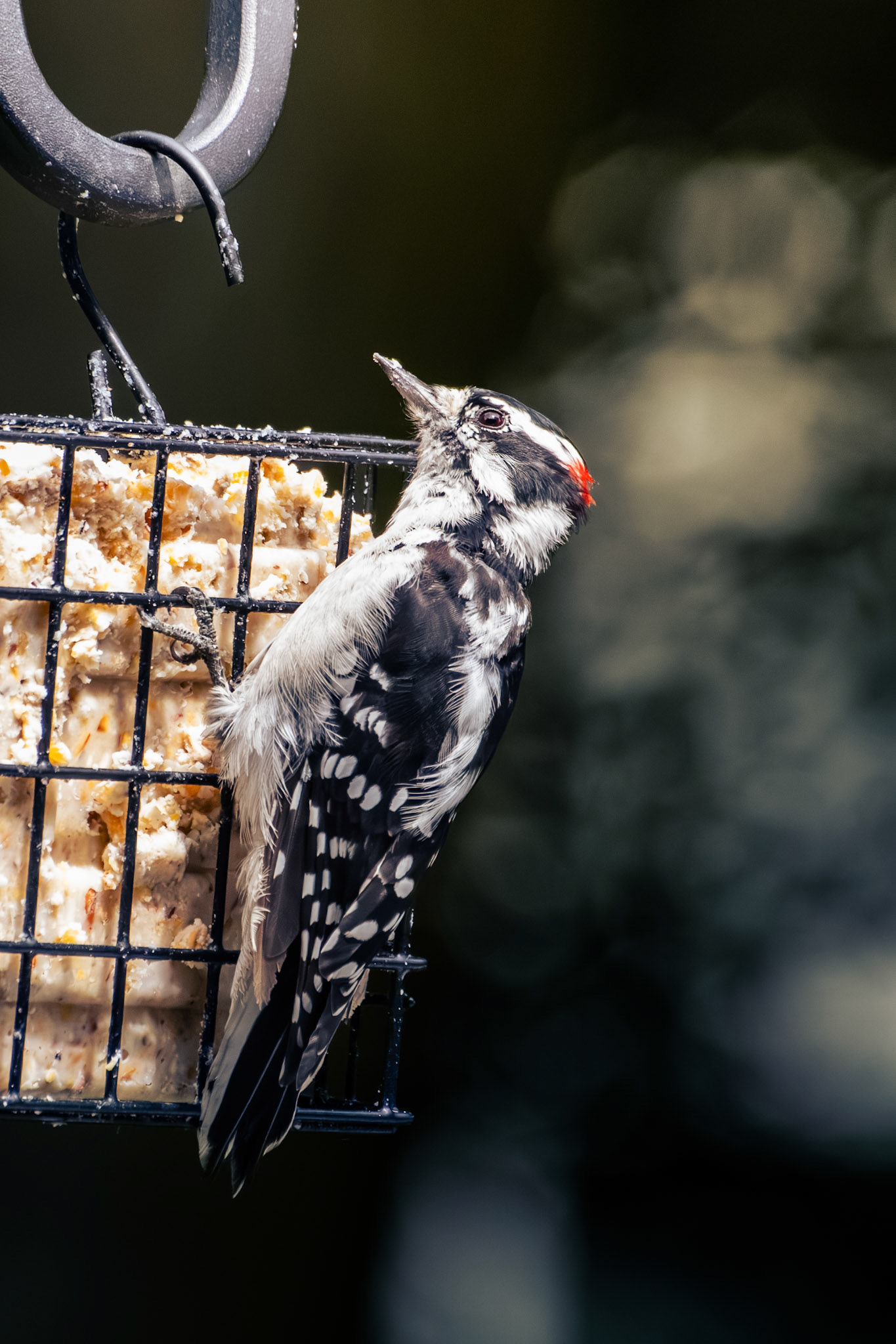 Downy Woodpecker (male)