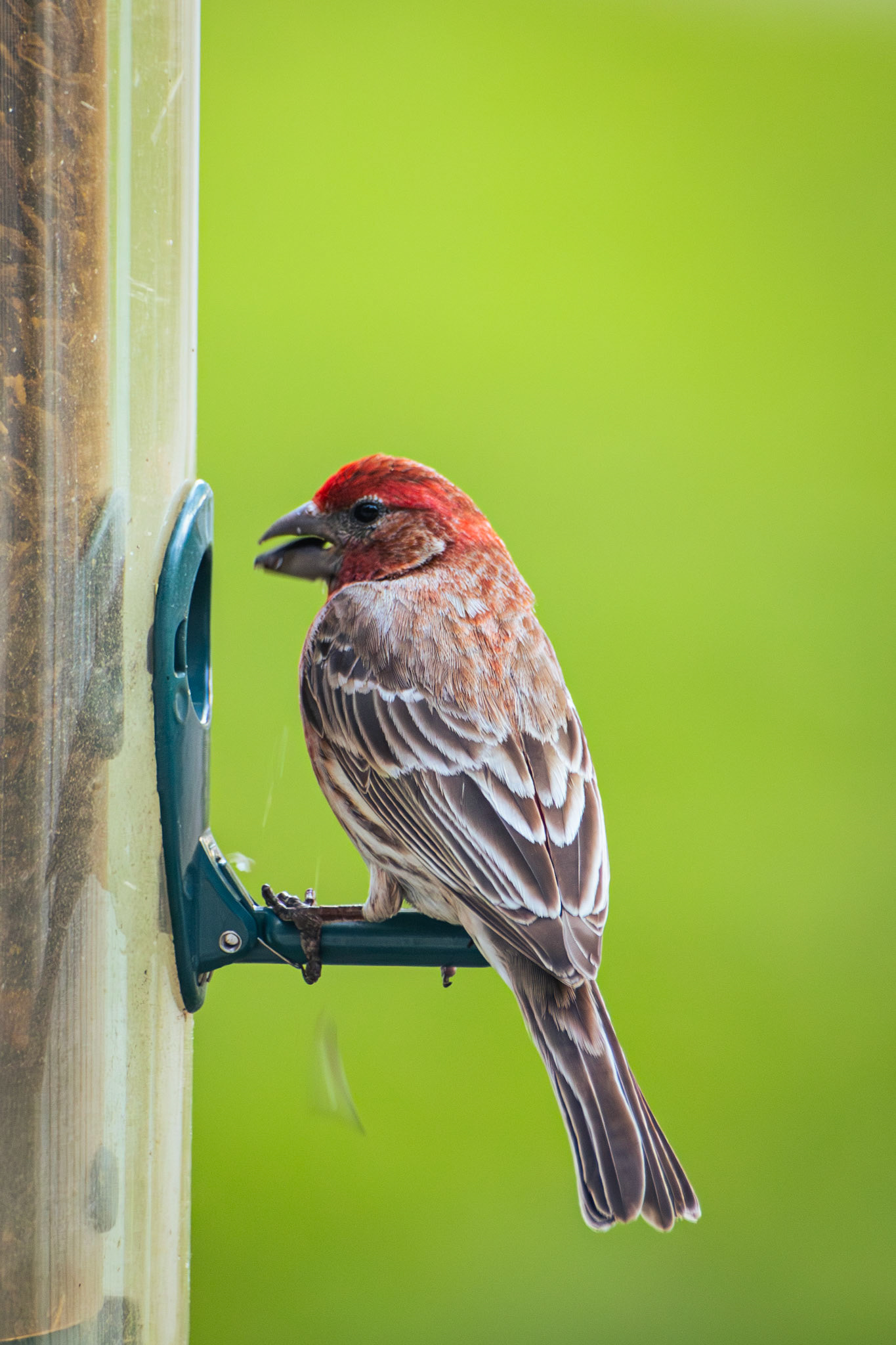 House Finch (male)