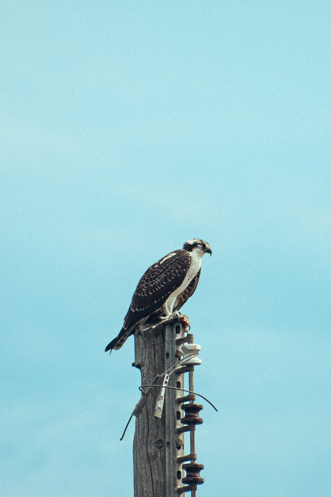 Osprey (female)