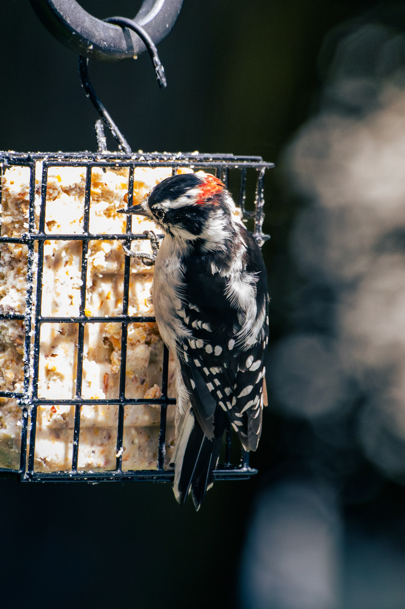 Downy Woodpecker (male)