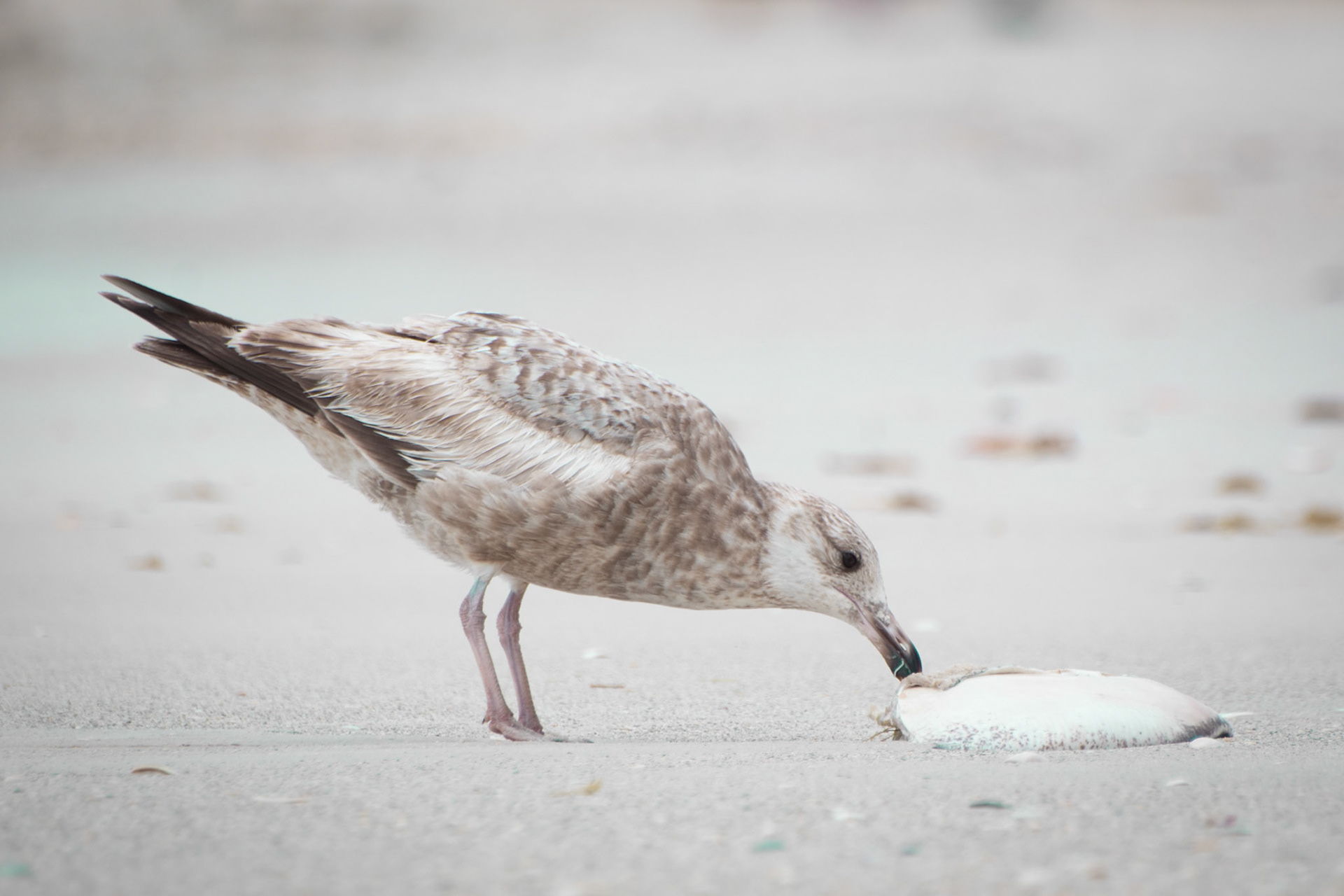 Laughing Gull