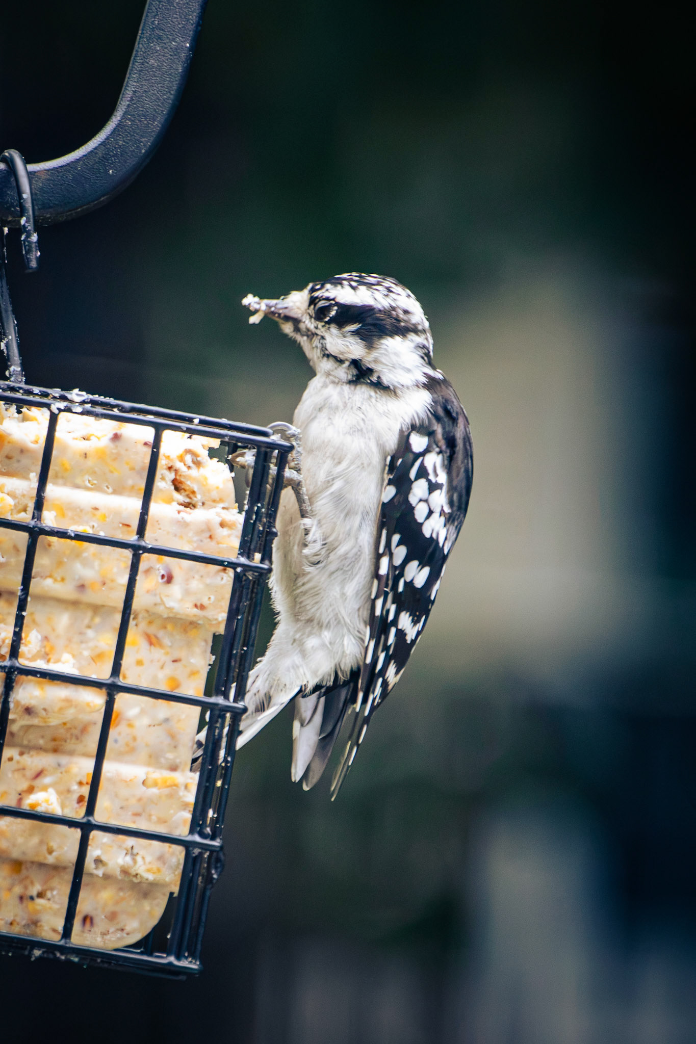 Downy Woodpecker (female)