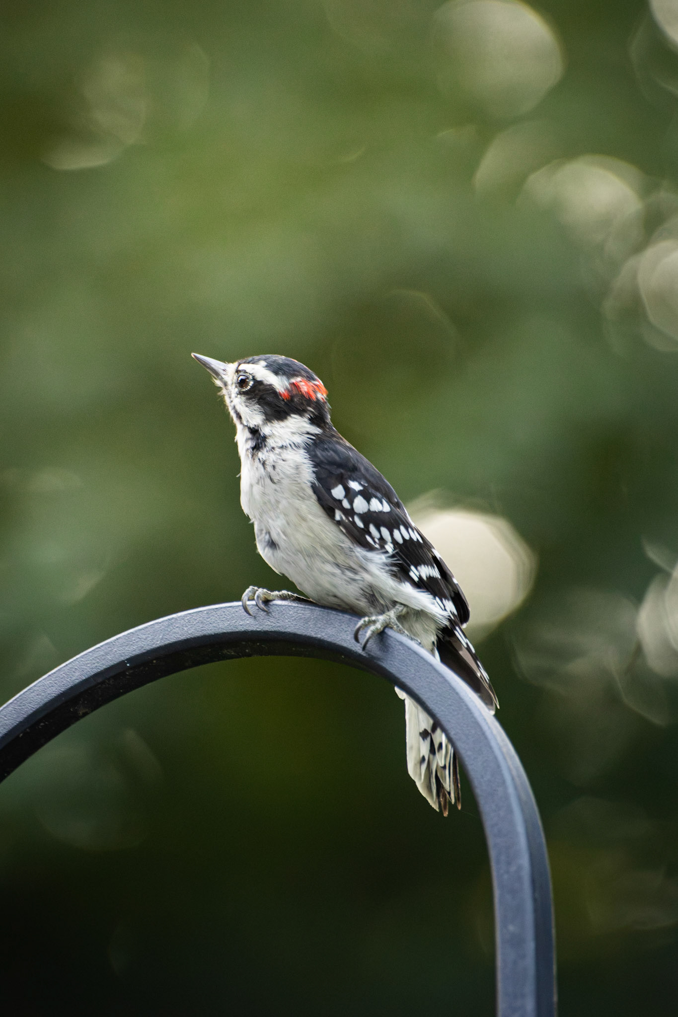 Downy Woodpecker (male)