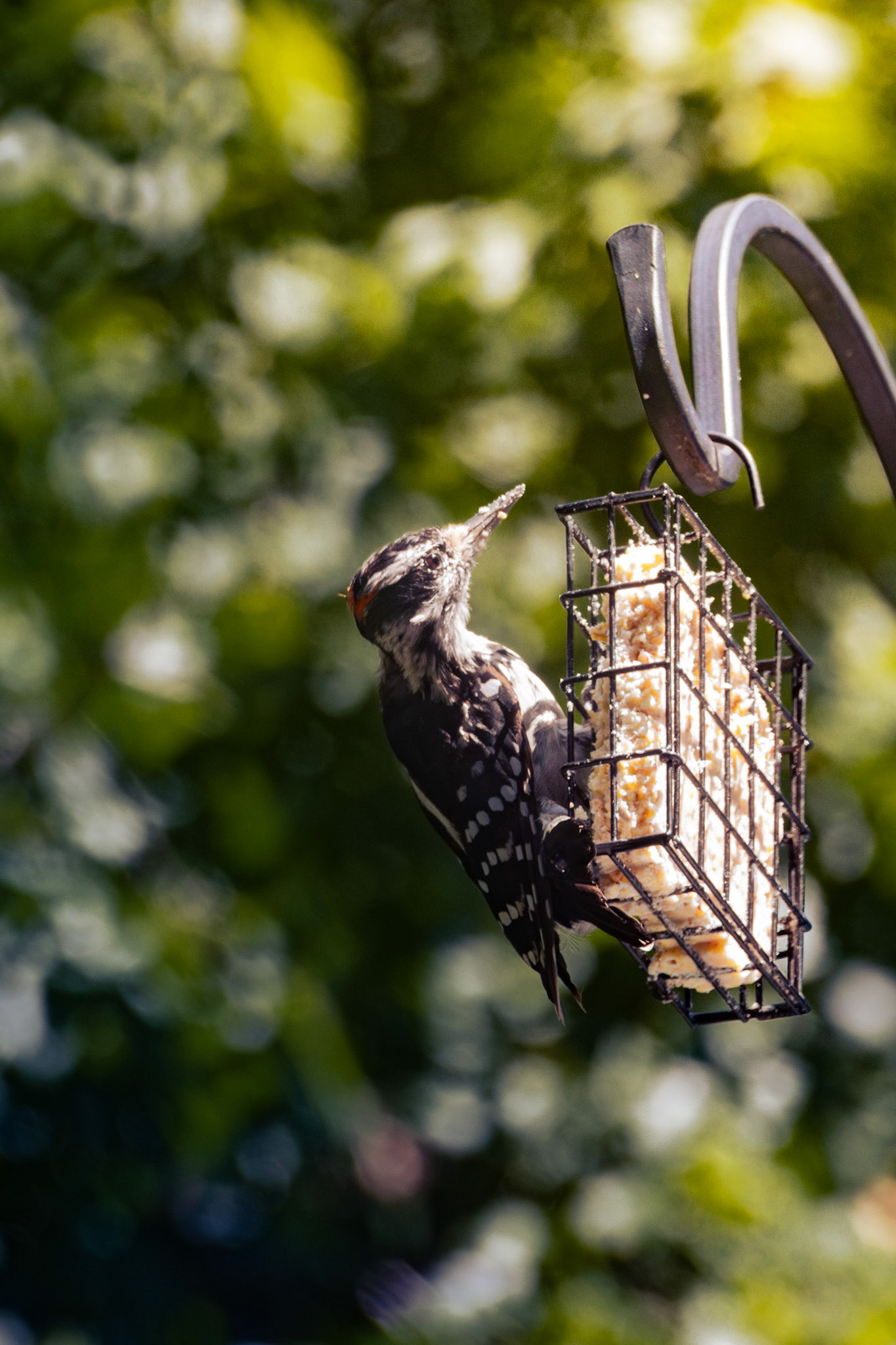 Hairy Woodpecker