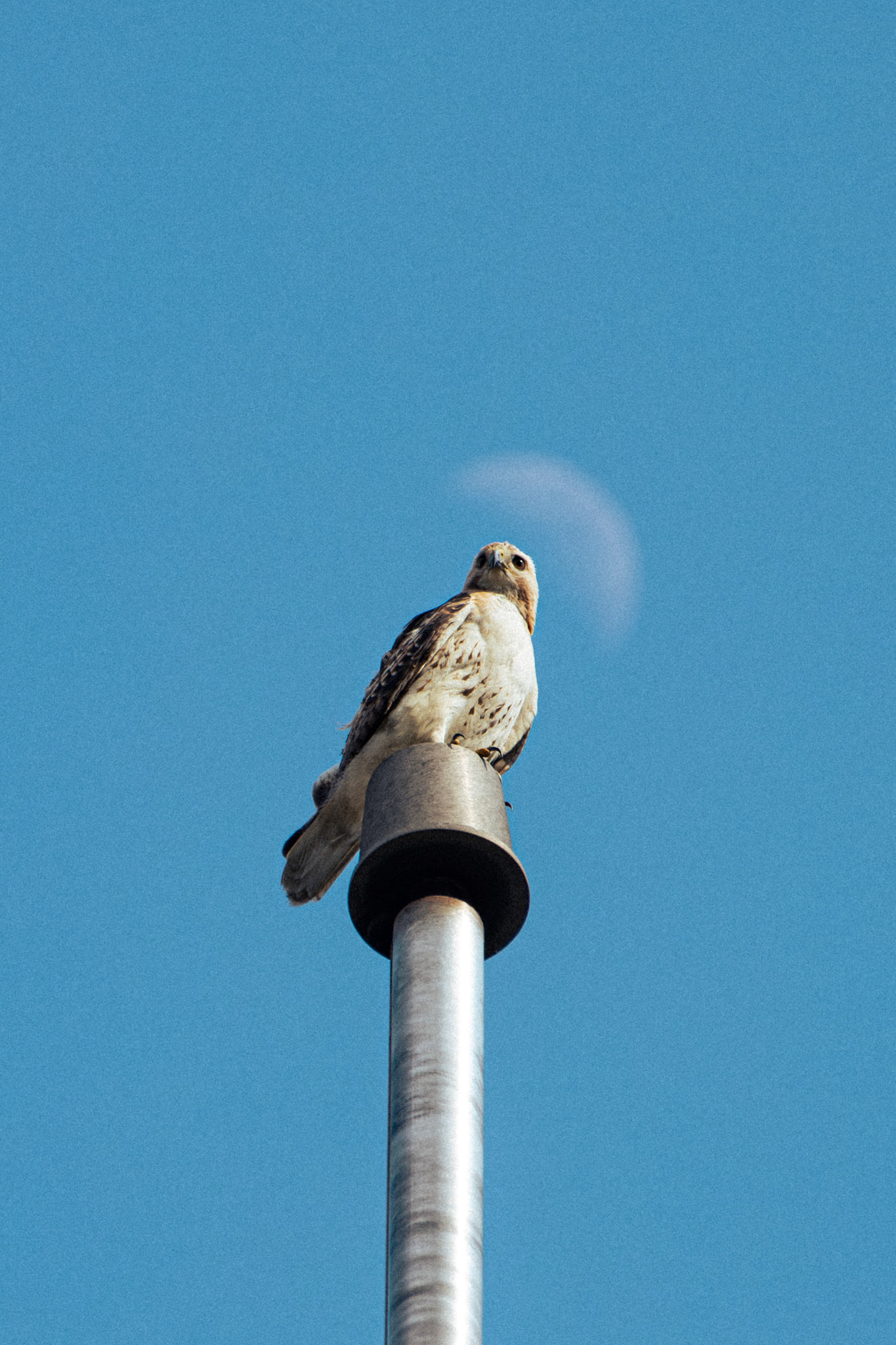 Red-Tailed Hawk