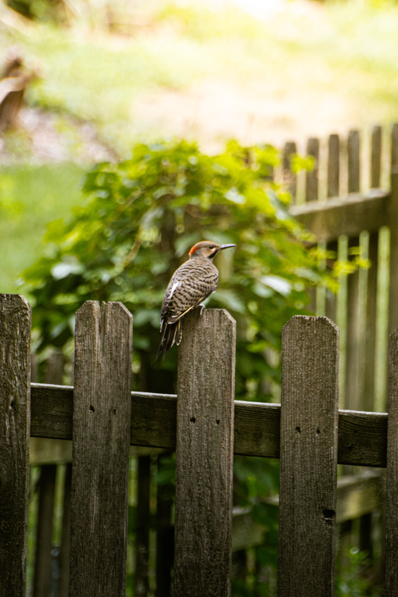 Northern Flicker